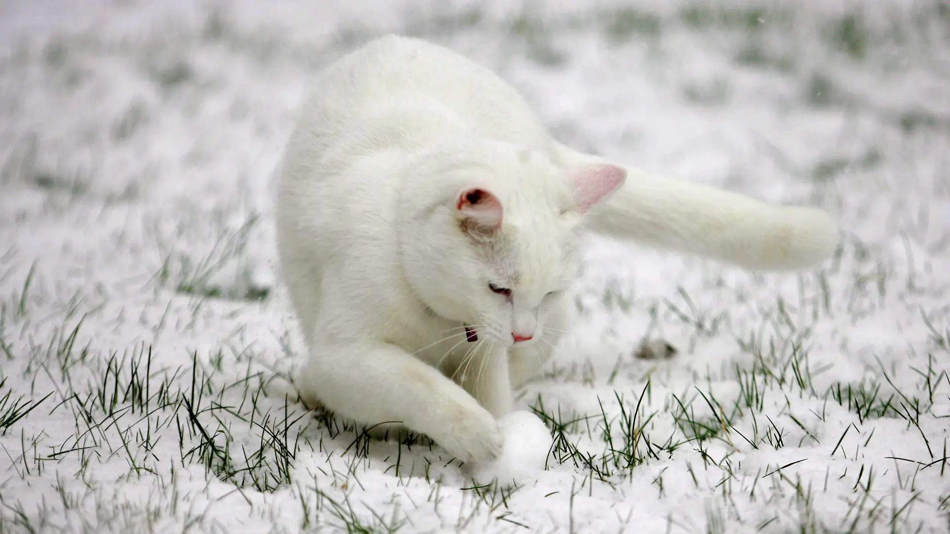 Sidney, the British Shorthair cat, celebrates his first birthday discovering snow for the first time in his garden in Walsall, after heavy snowfall accross large parts of the Midlands, Thursday 8th February 2007. EPA/SHAUN FELLOWS UK AND IRELAND OUT +++(c) dpa - Report+++