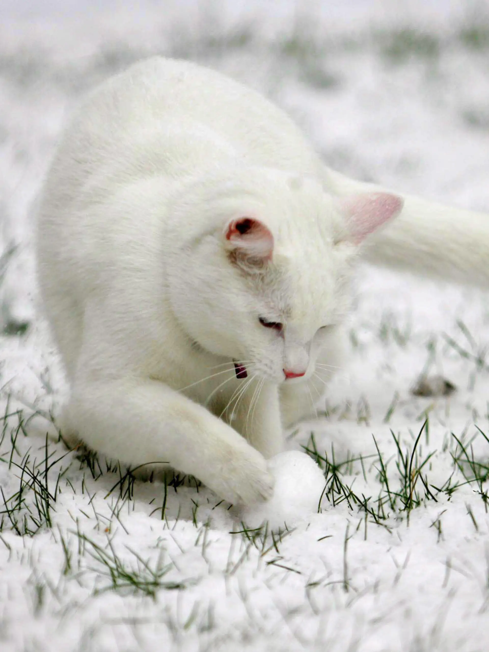 Sidney, the British Shorthair cat, celebrates his first birthday discovering snow for the first time in his garden in Walsall, after heavy snowfall accross large parts of the Midlands, Thursday 8th February 2007. EPA/SHAUN FELLOWS UK AND IRELAND OUT +++(c) dpa - Report+++