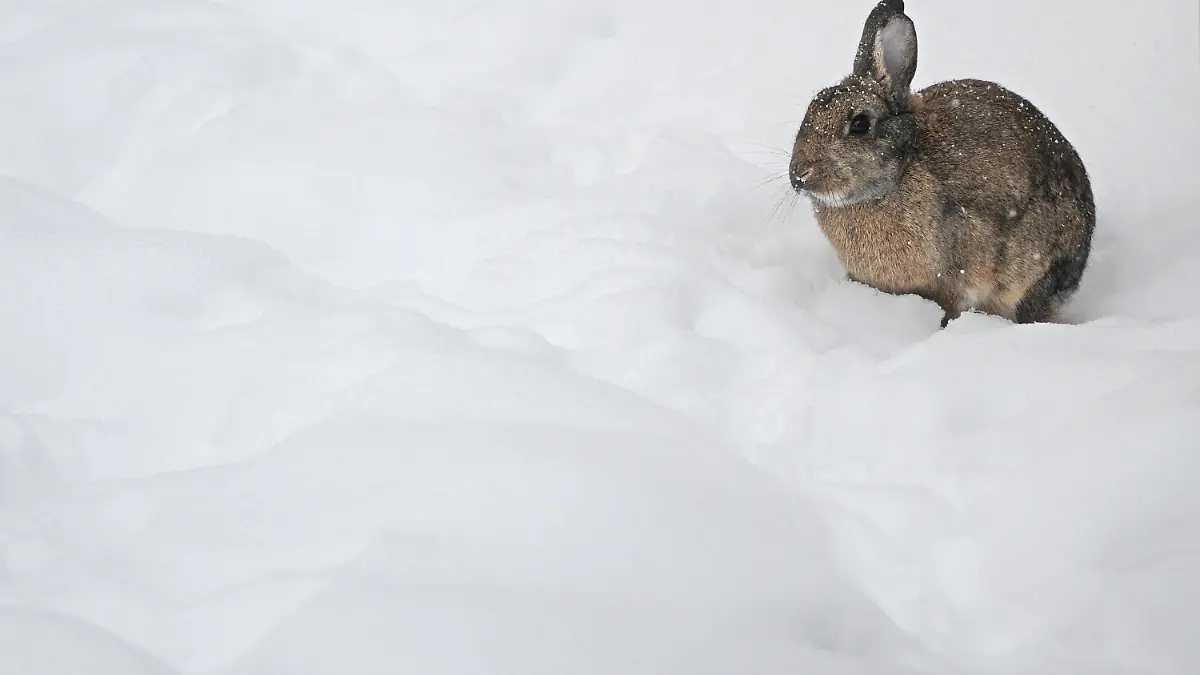 ARCHIV - Ein Kaninchen sitzt bei starkem Schneefall im Schnee (Archivbild vom 24.12.2010). Nach Einschätzung eines Jagdexperten sind jedoch nicht Schnee und Kälte, sondern Spaziergänger derzeit die grösste Gefahr für Wildtiere. Einmal durch den Menschen aufgescheucht, würden Sie wichtige Energiereserven verbrauchen. Foto: Jörg Carstensen dpa/lsw (Zu dpa-lsw Gespräch vom 27.12.) +++(c) dpa - Bildfunk+++
