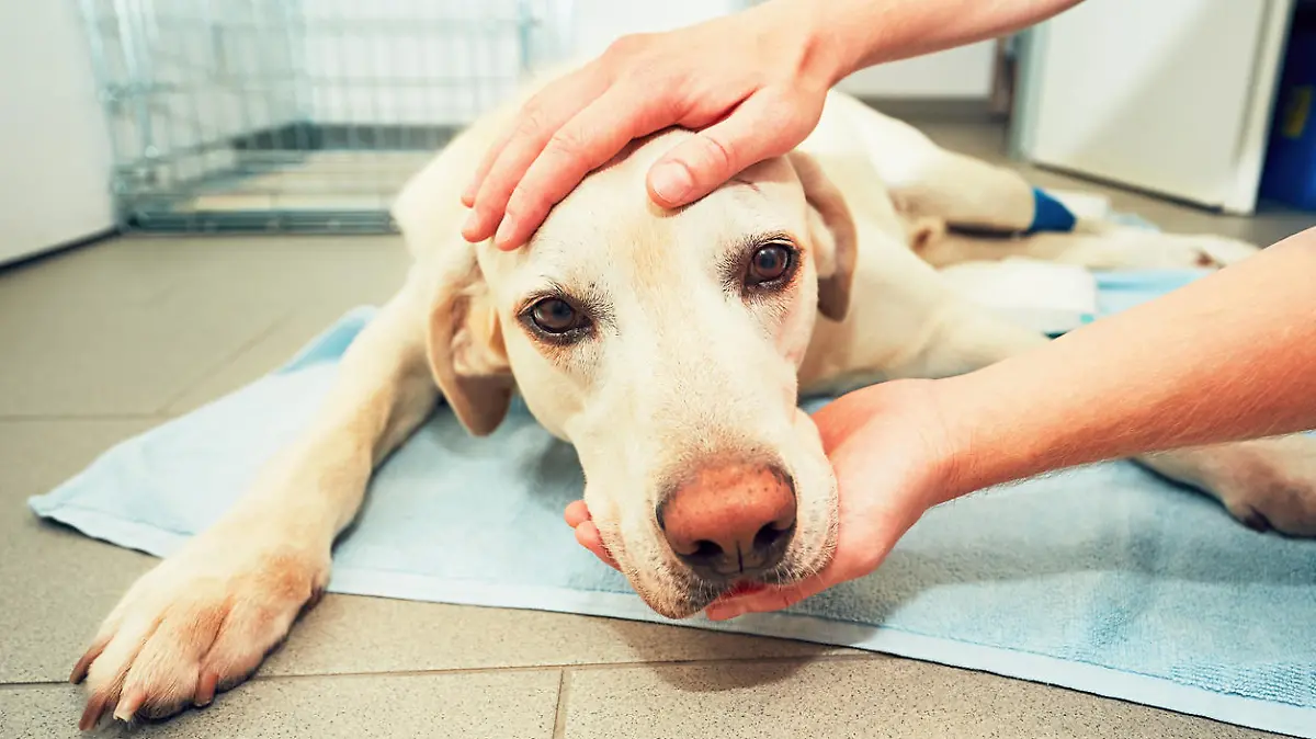 Dog awakening from anesthesia after tumor surgery. Ill labrador retriever in veterinary clinic.