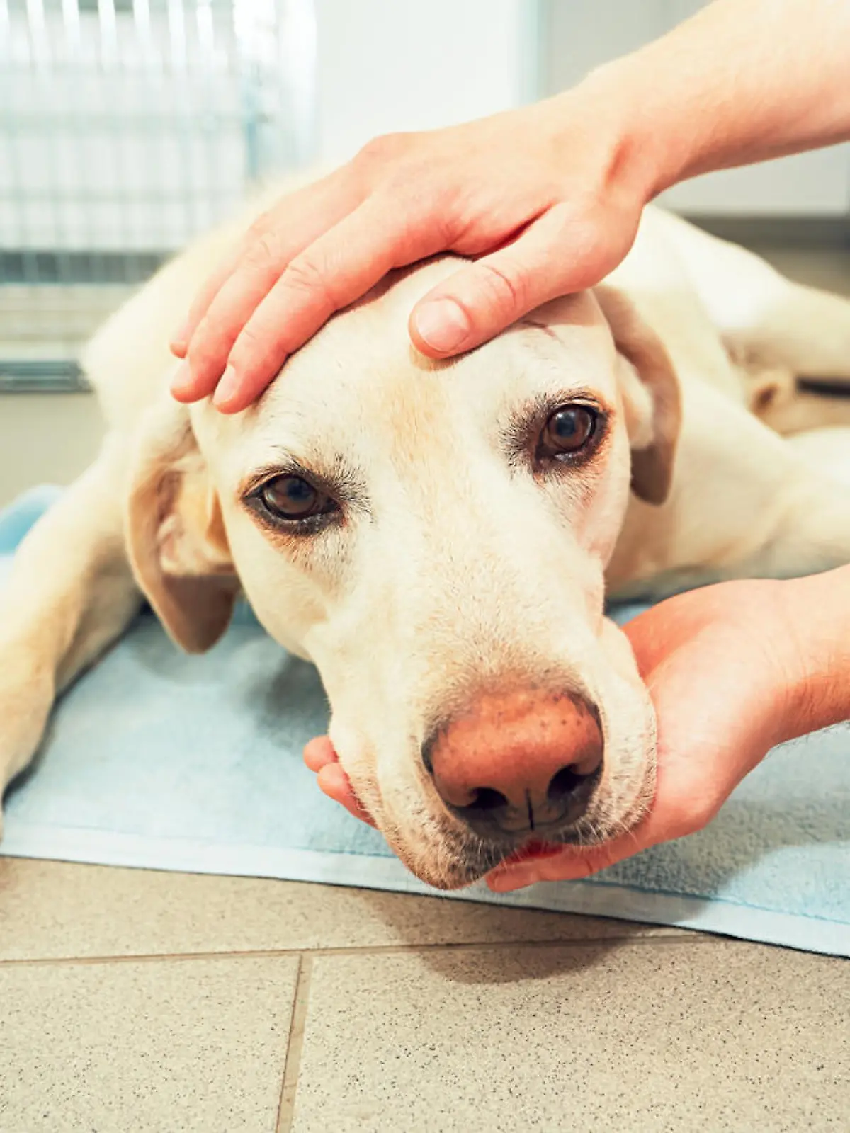 Dog awakening from anesthesia after tumor surgery. Ill labrador retriever in veterinary clinic.