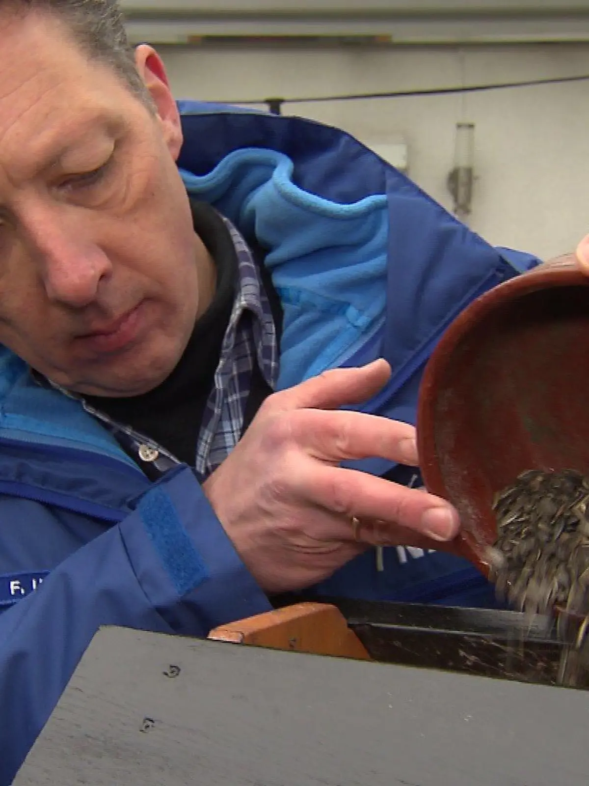 Bild zu: "So füttern Sie Vögel im Winter richtig"