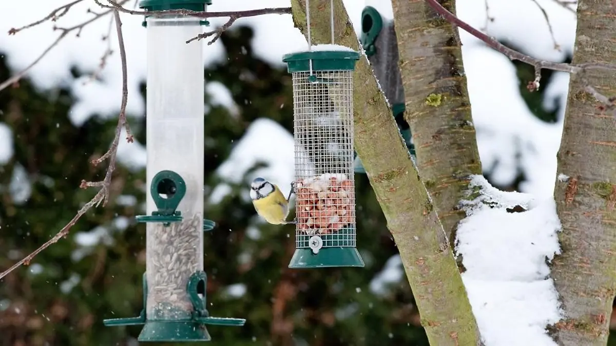 Eine Blaumeise frisst am 27.12.2010 in einem Garten in Oranienburg Vogelfutter aus einem Futterspender.