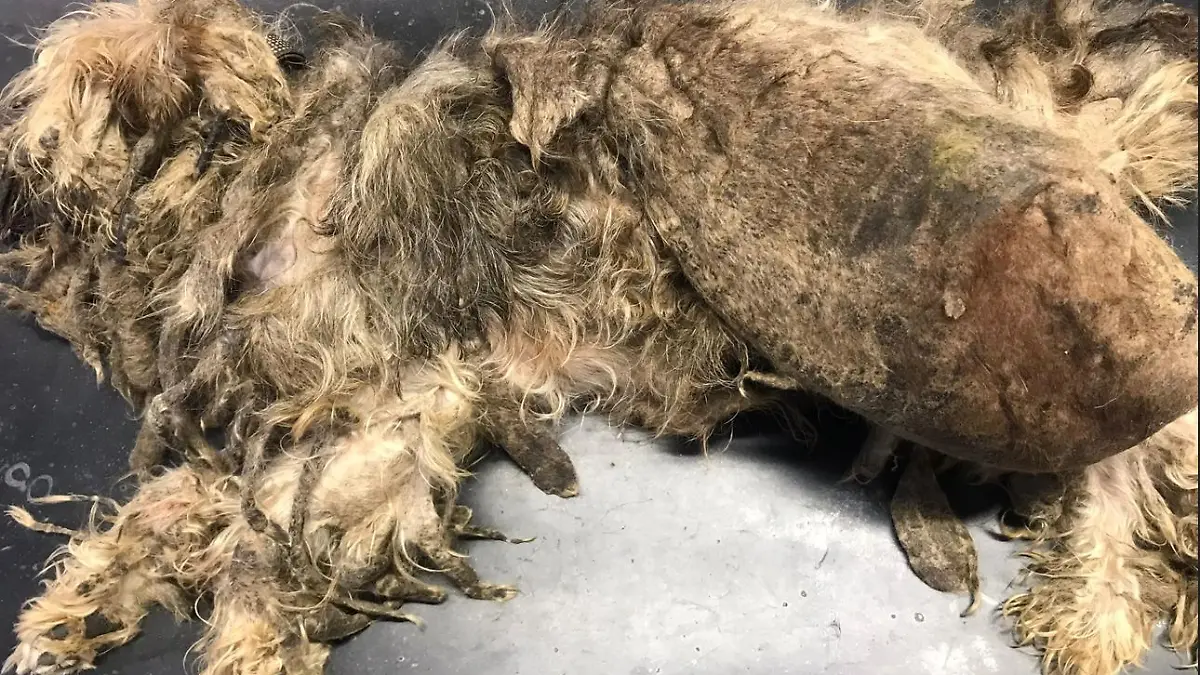 Hund Zottel liegt völlig verwahrlost und verfilzt auf dem Untersuchungstisch