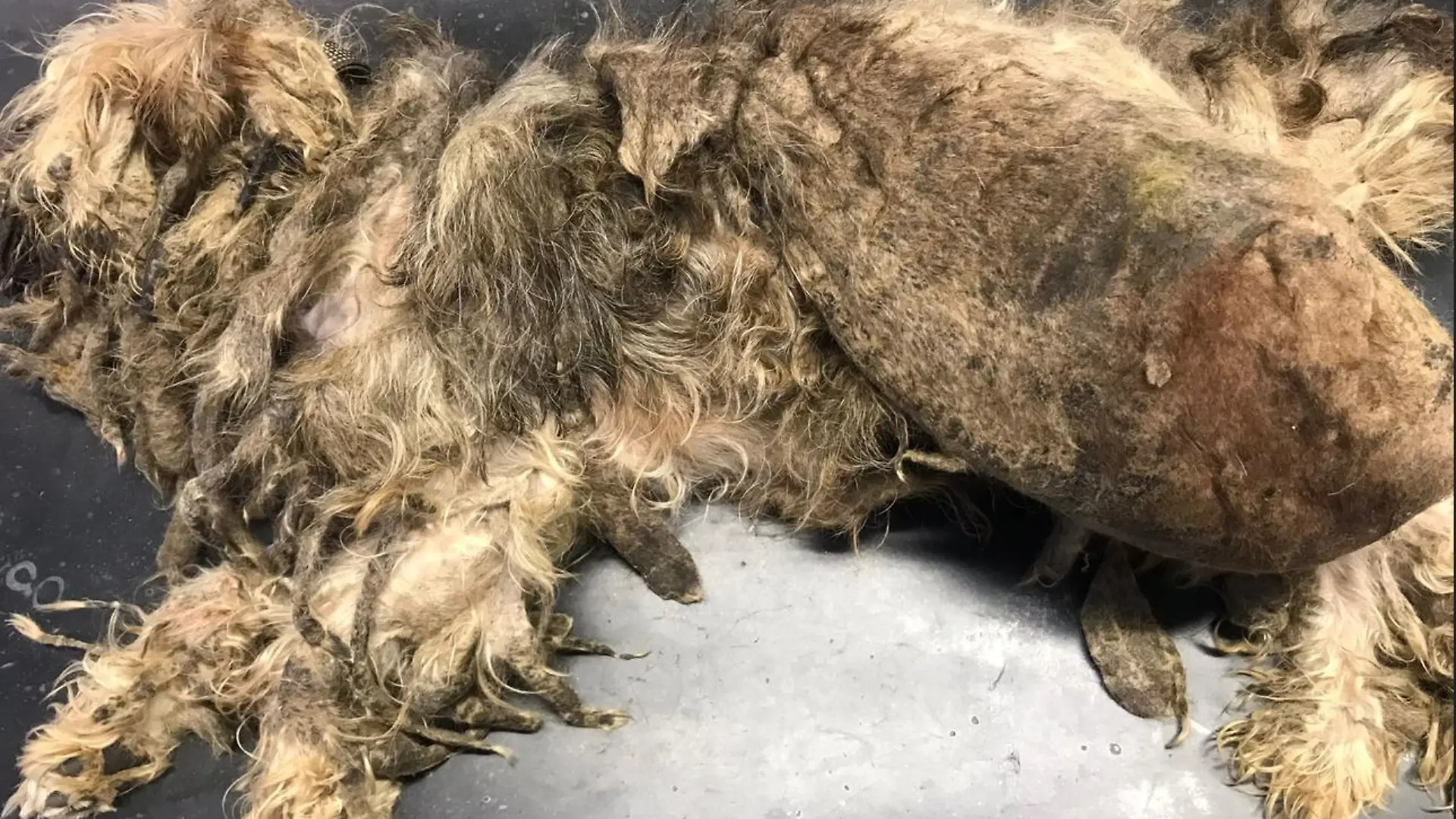 Hund Zottel liegt völlig verwahrlost und verfilzt auf dem Untersuchungstisch