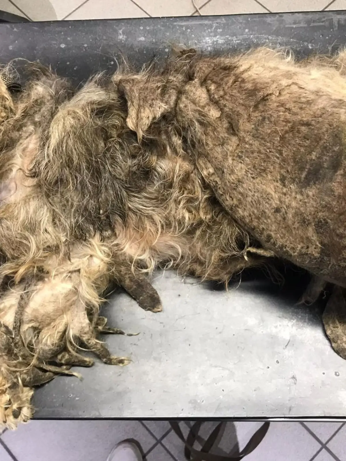 Hund Zottel liegt völlig verwahrlost und verfilzt auf dem Untersuchungstisch