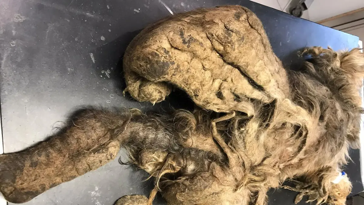 "Zottels" Fell ist komplett verfilzt. Mehr als zwei Kilo wurden weggeschoren.
