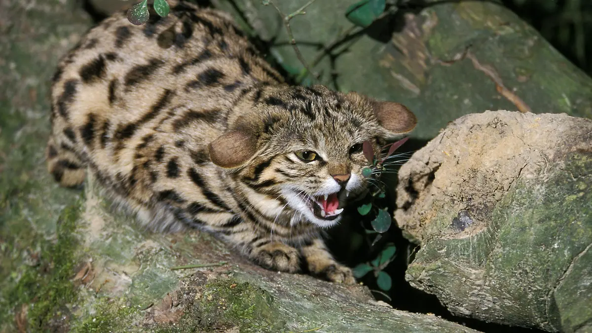 Black Footed Cat, felis nigripes, Adult Snarling on Branch