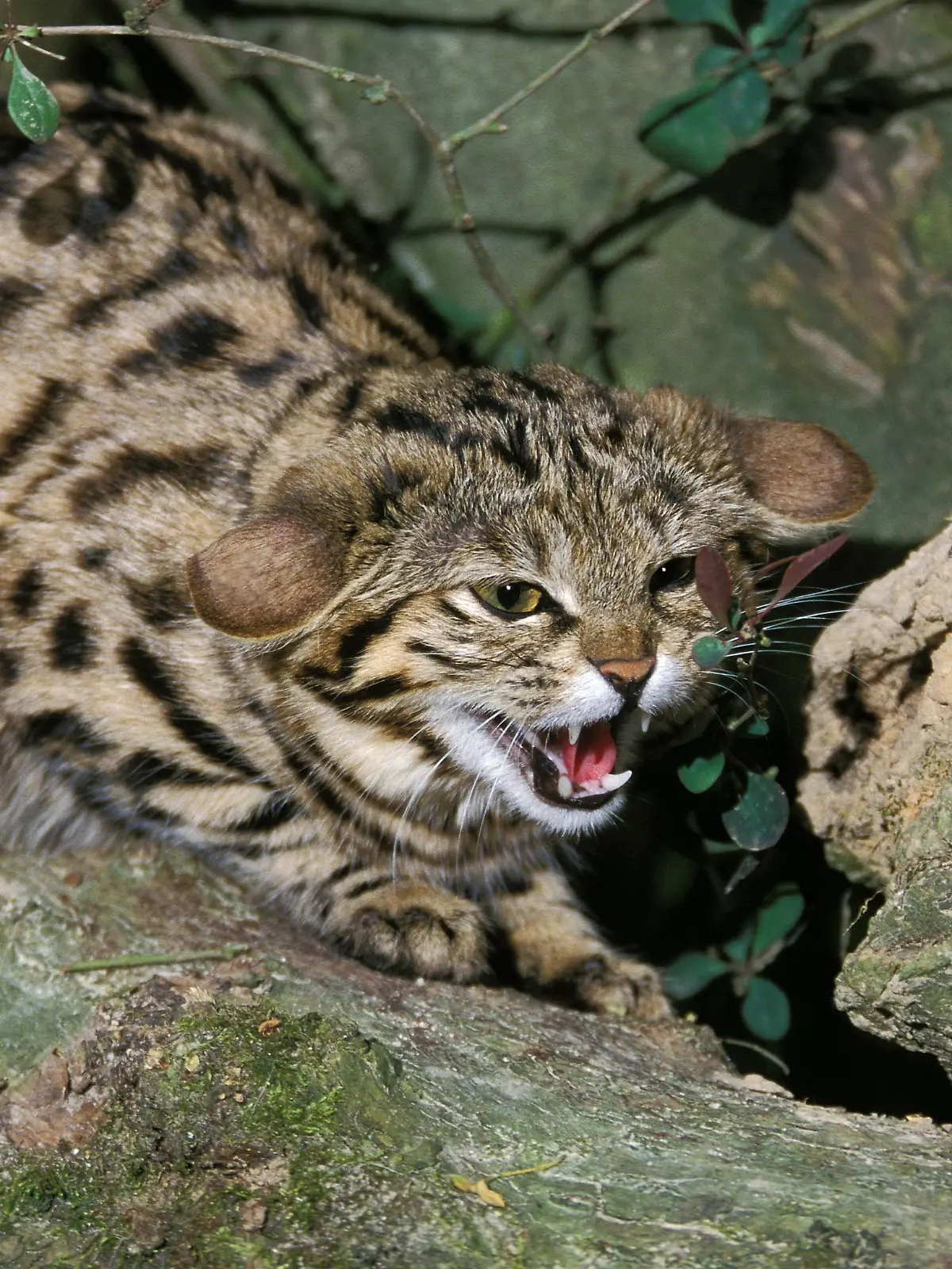 Black Footed Cat, felis nigripes, Adult Snarling on Branch