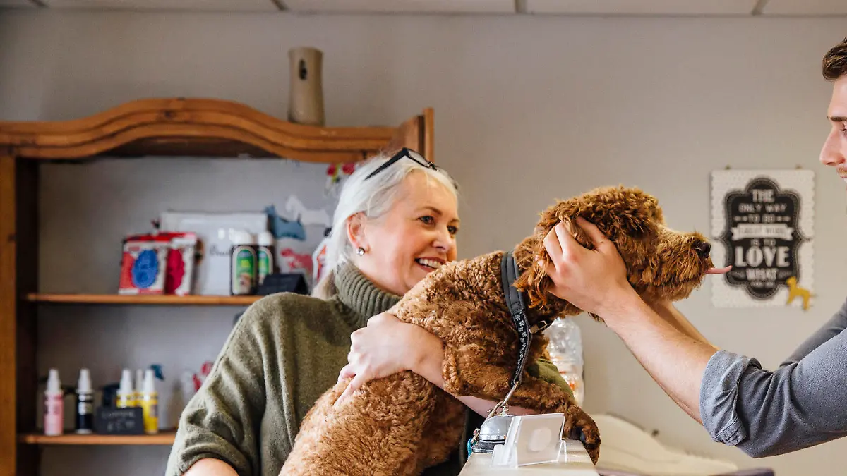 Mature woman is at the reception in the dog grooming salon with her pet cockapoo. The dog is leaning over the counter to recieve affection from the dog groomer.