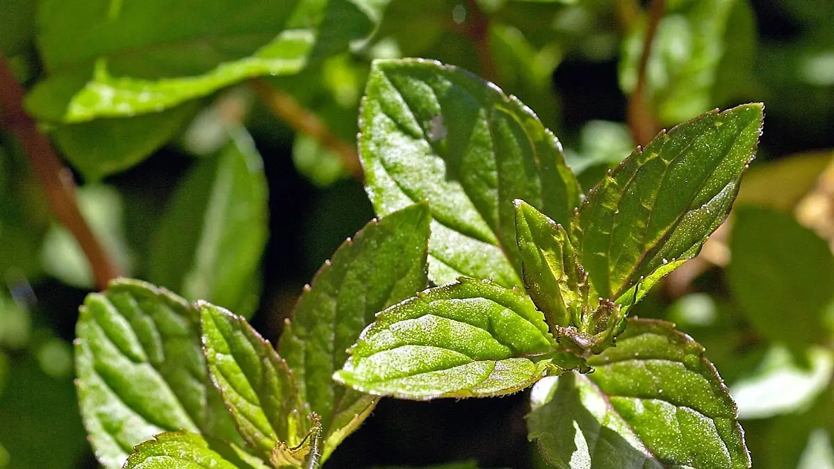 Rostock (Mecklenburg-Vorpommern): Pfefferminze (Mentha pipertia L), aufgenommen im Agust 2004 im Botanischen Garten Rostock. Sehr überzeugendes Mittel gegen Übelkeit und Brechreiz. Auch bei Magen- und Darmbeschwerden, die von Blähungen und Krämpfen begleitet sind, wirkt Pfefferminz-Tee sehr schnell.