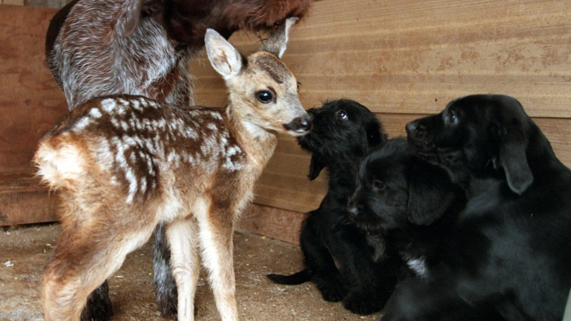 Moment mal, einer der Vierbeiner paßt doch gar nicht in diese Familie - und gehört trotzdem irgendwie dazu: Das Rehkitz hat bei Jagdhündin Jessy und ihrem Nachwuchs in Breitungen in Sachsen-Anhalt herzliche Aufnahme gefunden. Kinder hatten das zwei Wochen alte Kitz im Wald gefunden und in einem Tierheim abgegen. Dort aber hätte es wahrscheinlich nicht überlebt. Rentner Wilfried Siebert nahm es daraufhin mit zu sich nach Hause. Seine Hündin Jessy hatte soeben drei Welpen geworfen. Zu seiner großen Überraschung nahm sie auch das Rehkitz an Kindes Statt an, versorgte es mit seiner Milch und rettete ihm so das Leben. Inzwischen hat das kleine Reh natürlich auch mit Jessys "richtigen Kindern" Freundschaft geschlossen (aufgenommen am 4.7.1997).
