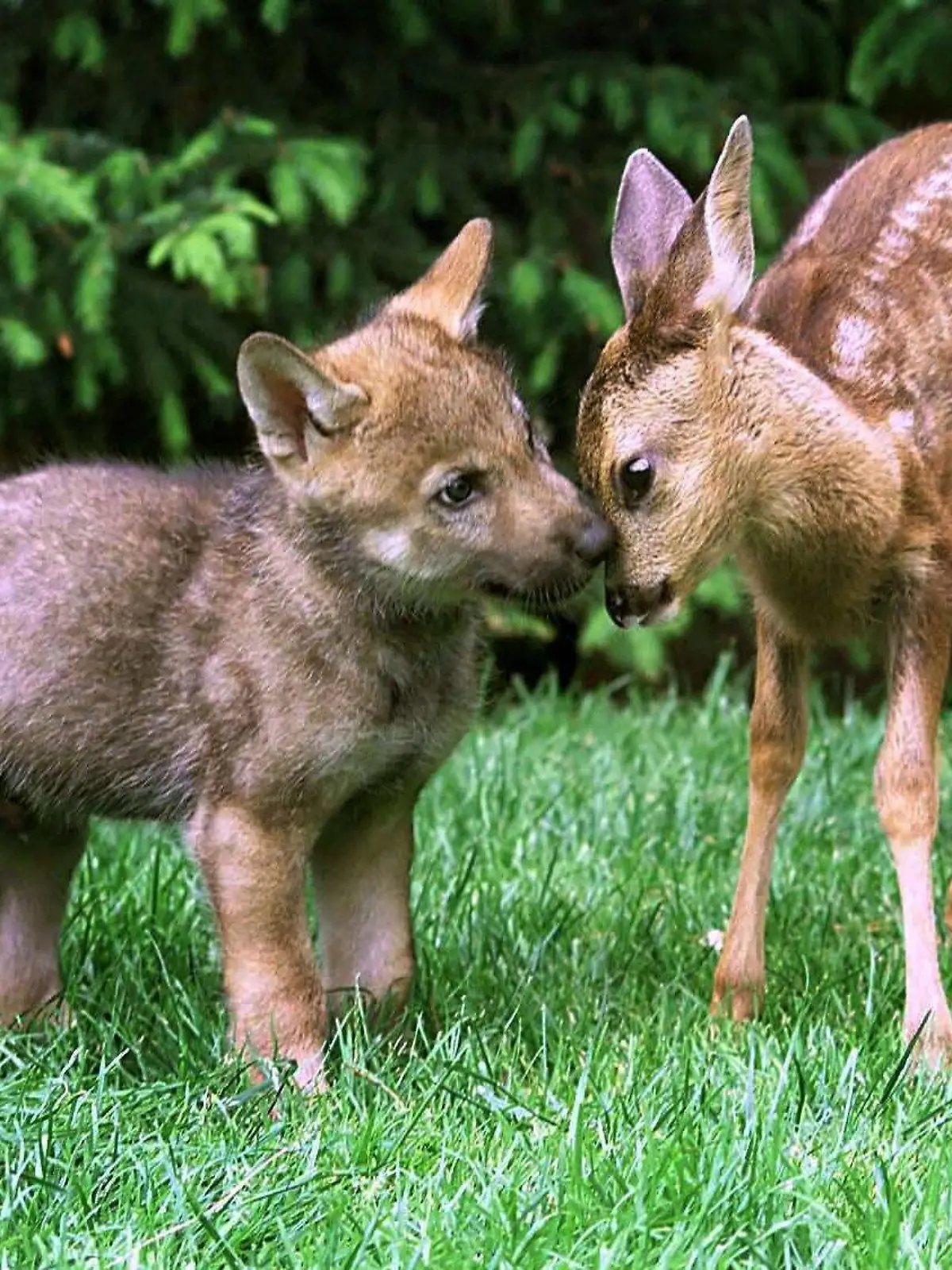 Der Grauwolfwelpe "Shadow" und das Rehkitz "Linda" beschnuppern sich am 24.6.2003 im Wildpark Lüneburger Heide im niedersächsischen Nindorf. In ihrer Kinderstube sind sie beiden possierlichen Vierbeiner dicke Freunde, aber in ein paar Monaten müssen sie voreinander geschützt werden. Der kleine Grauwolf und das Rehkitz werden derzeit in dem Wildpark gemeinsam mit der Flasche aufgezogen, teilte der Park am 26. Juni 2003 mit. Das wenige Tage alte Rehkitz "Linda" war dort abgegeben worden. Für den Grauwolfwelpen "Shadow" und seinen Bruder "Daylight" war in einem bayerischen Zoo kein Platz mehr. In spätestens einem halben Jahr wird "Shadow" dem Kitz zu gefährlich. Dann müssen die unzertrennlich scheinenden Gefährten auseinander gehen.