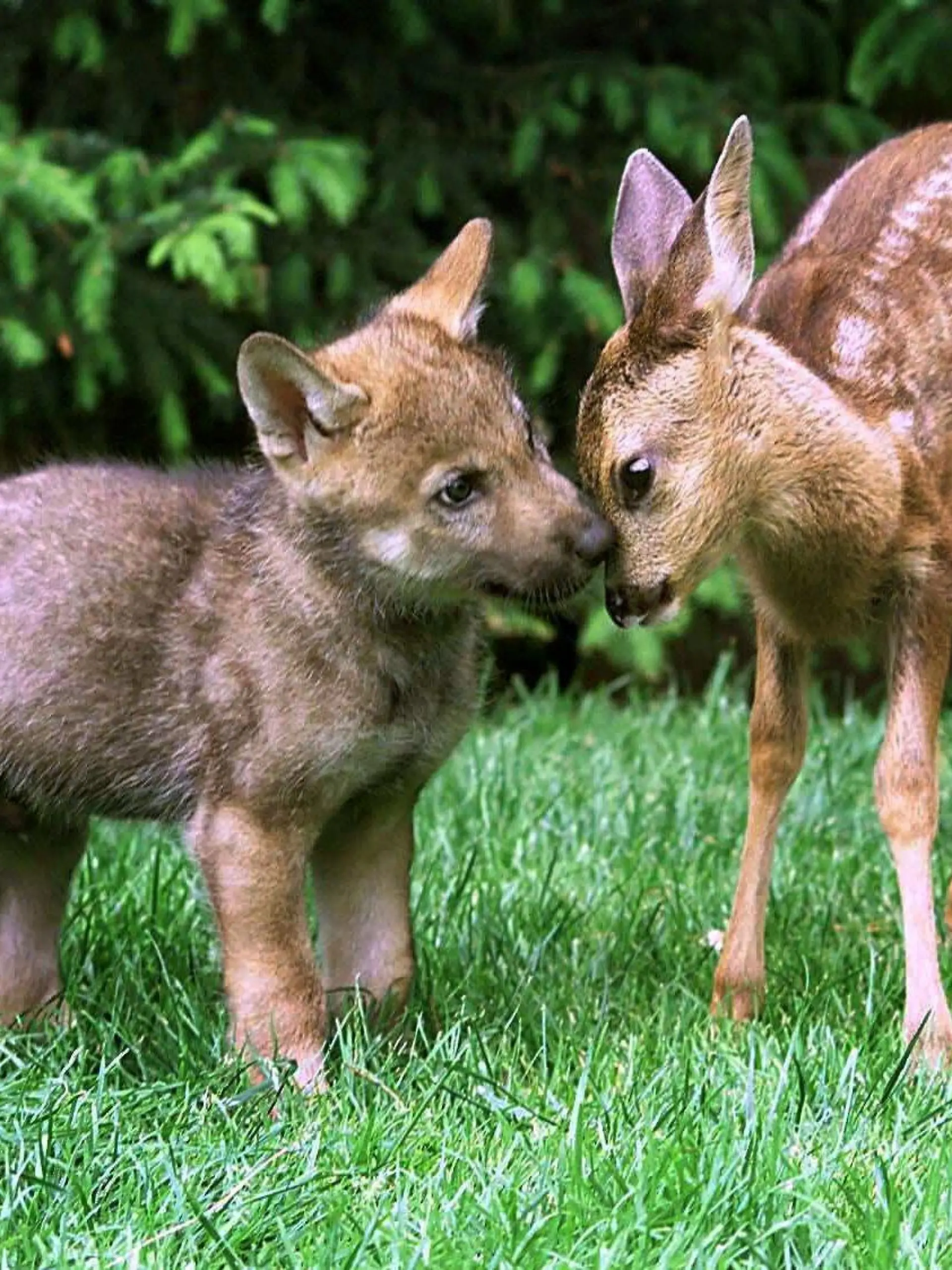 Der Grauwolfwelpe "Shadow" und das Rehkitz "Linda" beschnuppern sich am 24.6.2003 im Wildpark Lüneburger Heide im niedersächsischen Nindorf. In ihrer Kinderstube sind sie beiden possierlichen Vierbeiner dicke Freunde, aber in ein paar Monaten müssen sie voreinander geschützt werden. Der kleine Grauwolf und das Rehkitz werden derzeit in dem Wildpark gemeinsam mit der Flasche aufgezogen, teilte der Park am 26. Juni 2003 mit. Das wenige Tage alte Rehkitz "Linda" war dort abgegeben worden. Für den Grauwolfwelpen "Shadow" und seinen Bruder "Daylight" war in einem bayerischen Zoo kein Platz mehr. In spätestens einem halben Jahr wird "Shadow" dem Kitz zu gefährlich. Dann müssen die unzertrennlich scheinenden Gefährten auseinander gehen.