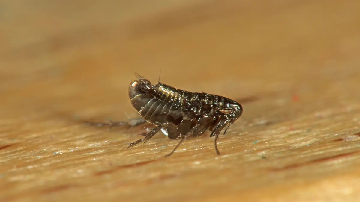 DEU, 2008: Vogelfloh (Ceratophyllus sp.). [en] Bird Flea (Ceratophyllus sp.). | DEU, 2008: Bird Flea (Ceratophyllus sp.).