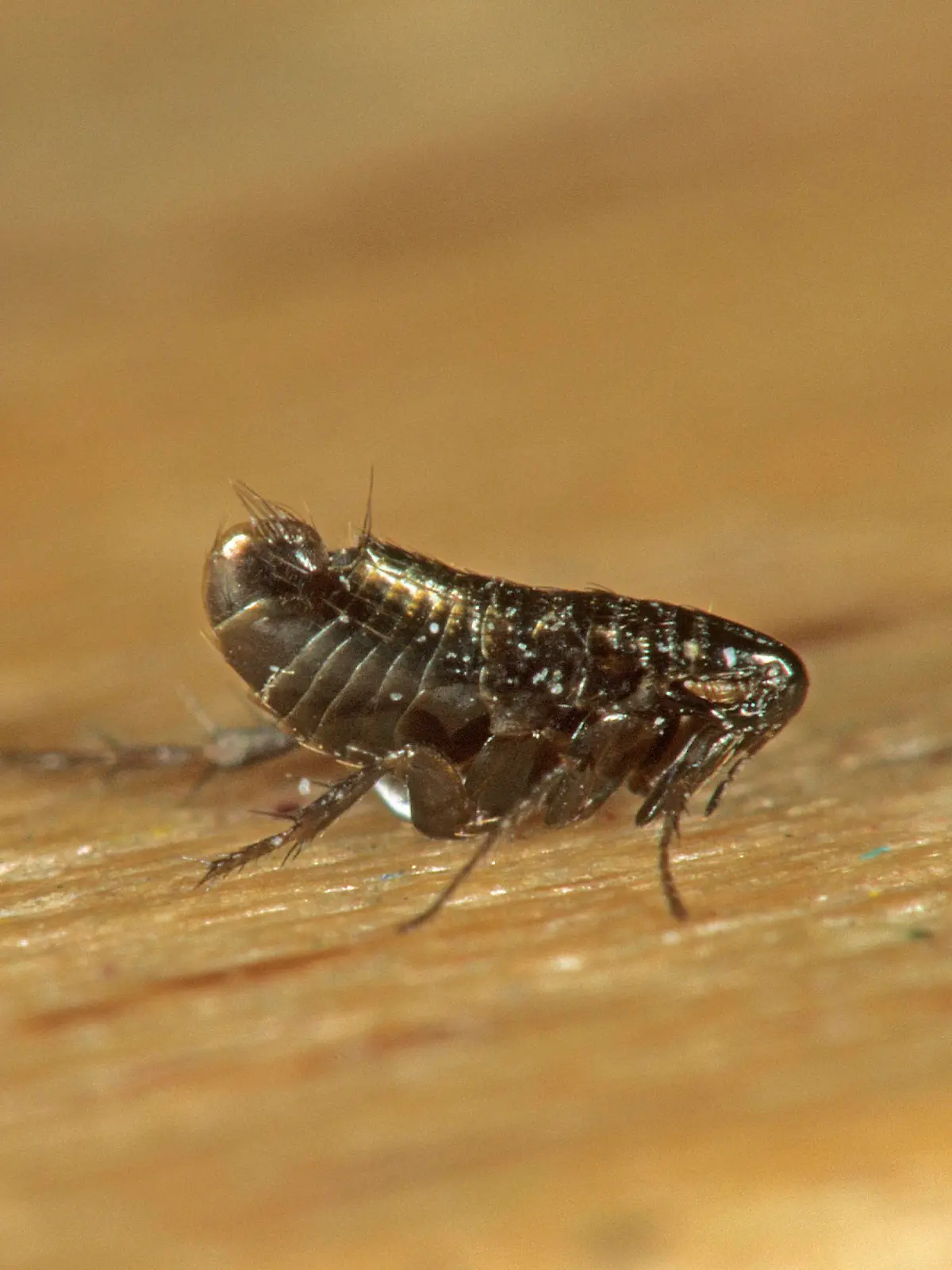 DEU, 2008: Vogelfloh (Ceratophyllus sp.). [en] Bird Flea (Ceratophyllus sp.). | DEU, 2008: Bird Flea (Ceratophyllus sp.).