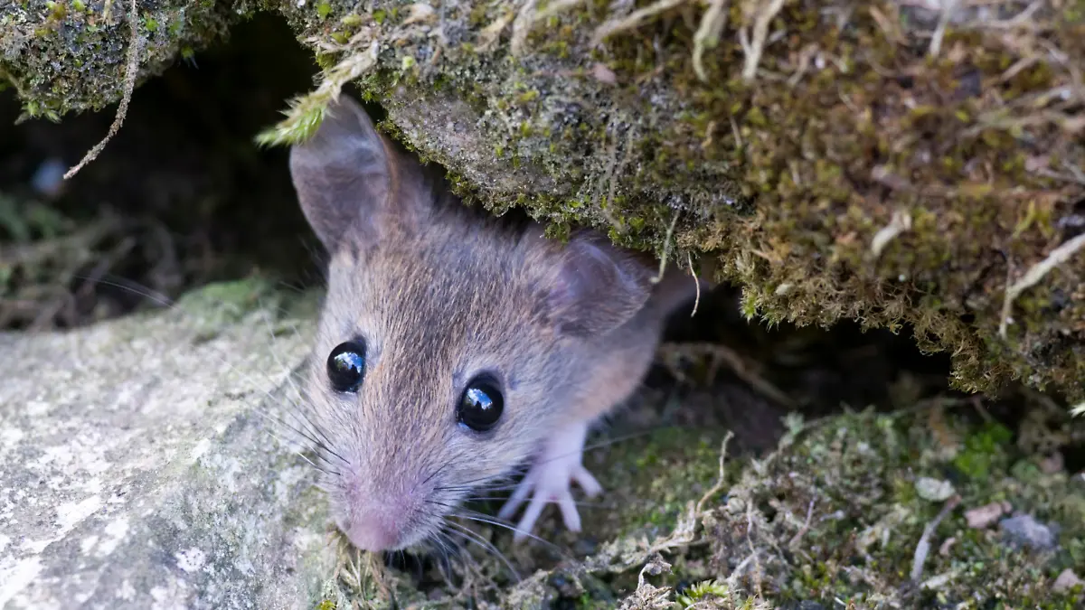Roetelmaus / (Myodes glareolus) / Waldwuehlmaus, Waldwühlmaus, Rötelmaus, Wuehlmaus, Wühlmaus