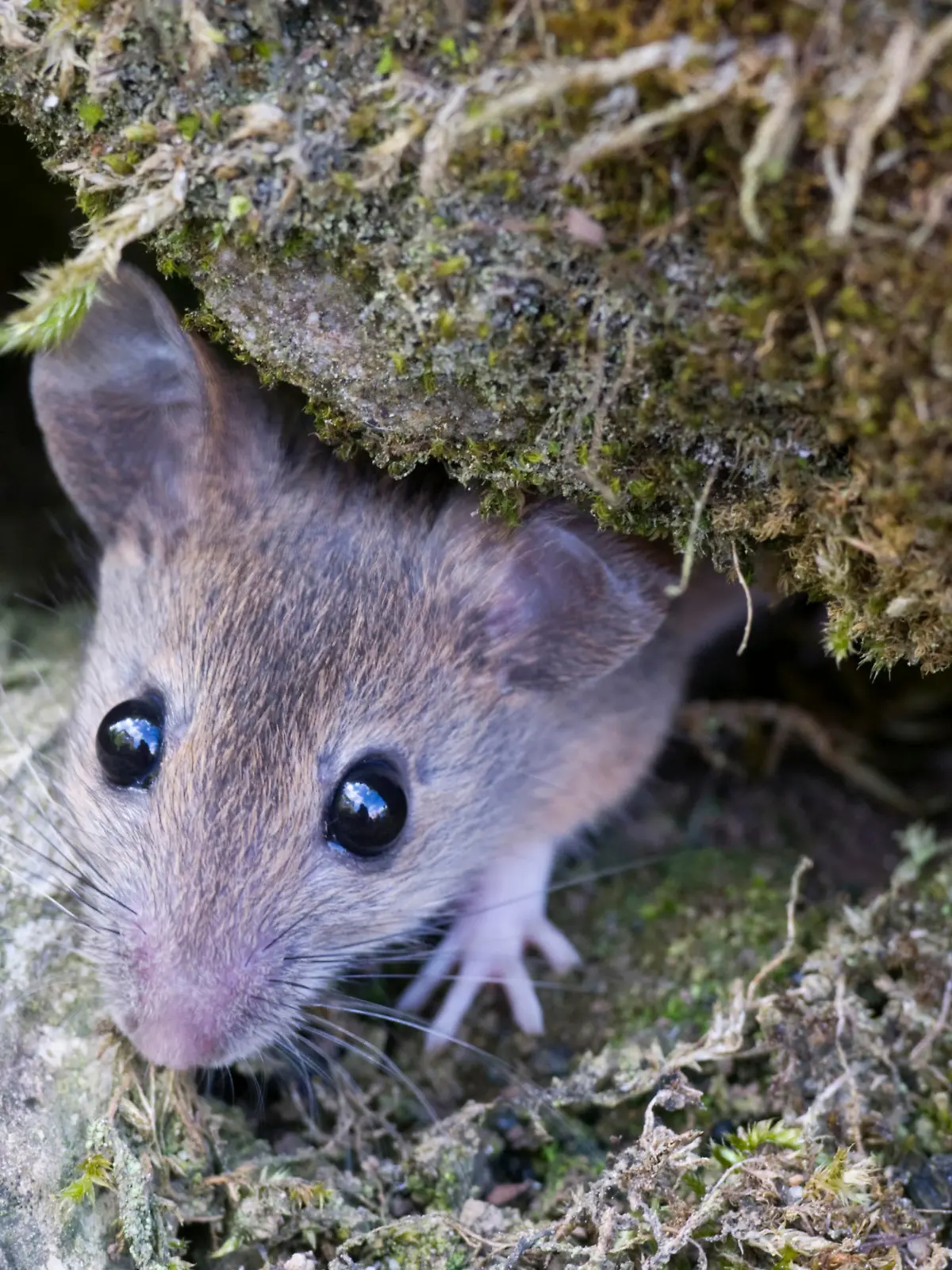 Roetelmaus / (Myodes glareolus) / Waldwuehlmaus, Waldwühlmaus, Rötelmaus, Wuehlmaus, Wühlmaus