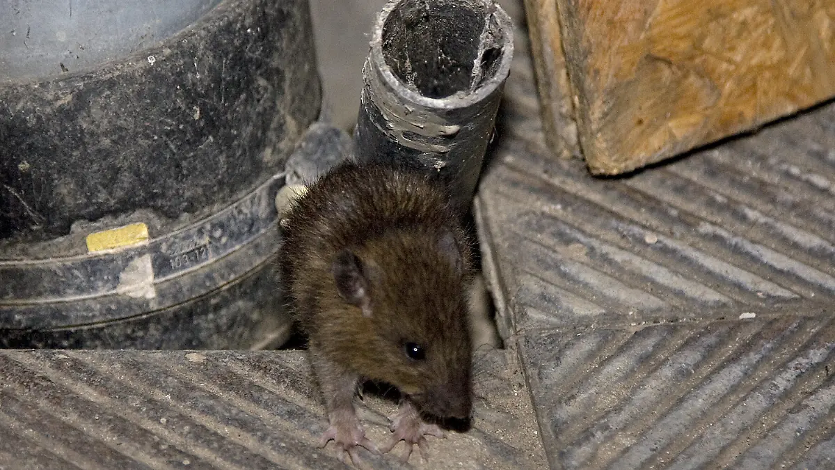 ARCHIV - Ein Ratte kriecht aus einem Abflussschacht, aufgenommen am 26.08.2008 in Berlin. Foto: Arno Burgi/dpa +++(c) dpa - Bildfunk+++