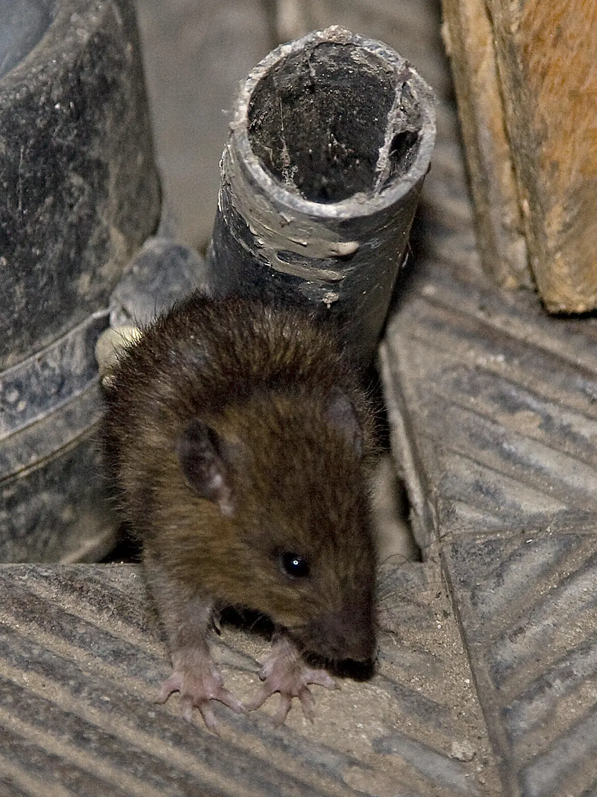 ARCHIV - Ein Ratte kriecht aus einem Abflussschacht, aufgenommen am 26.08.2008 in Berlin. Foto: Arno Burgi/dpa +++(c) dpa - Bildfunk+++