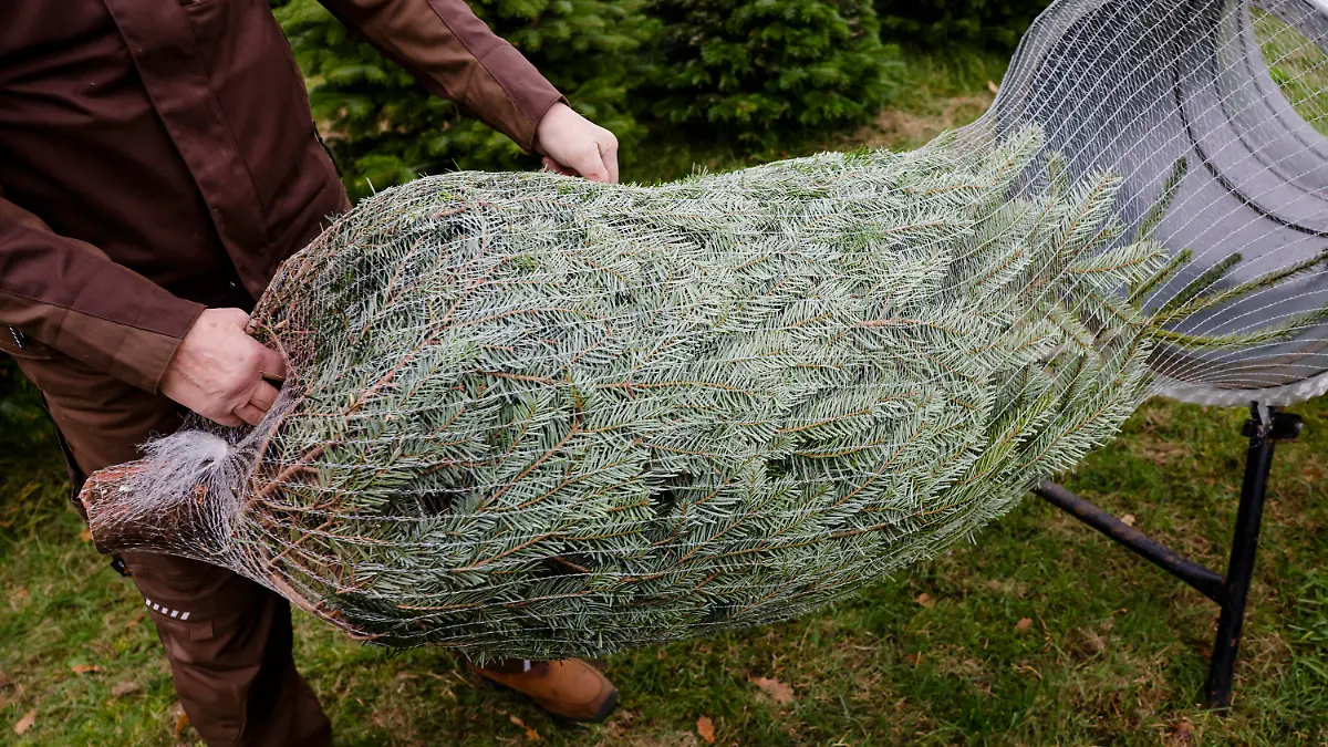 17.11.2022, Schleswig-Holstein, Willenscharen: Ein transportbereiter Weihnachtsbaum wird aus einer Verpackungsmaschine gezogen auf dem Hof Ansgarius im Kreis Steinburg. Laut der Landwirtschaftskammer Schleswig-Holstein werden die Bäume im Vergleich zum Vorjahr für den Endverbraucher nicht teurer. Foto: Frank Molter/dpa +++ dpa-Bildfunk +++