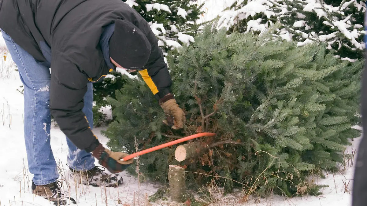 Ein Mann mit einer Säge an einem kleinen Tannenbaum.