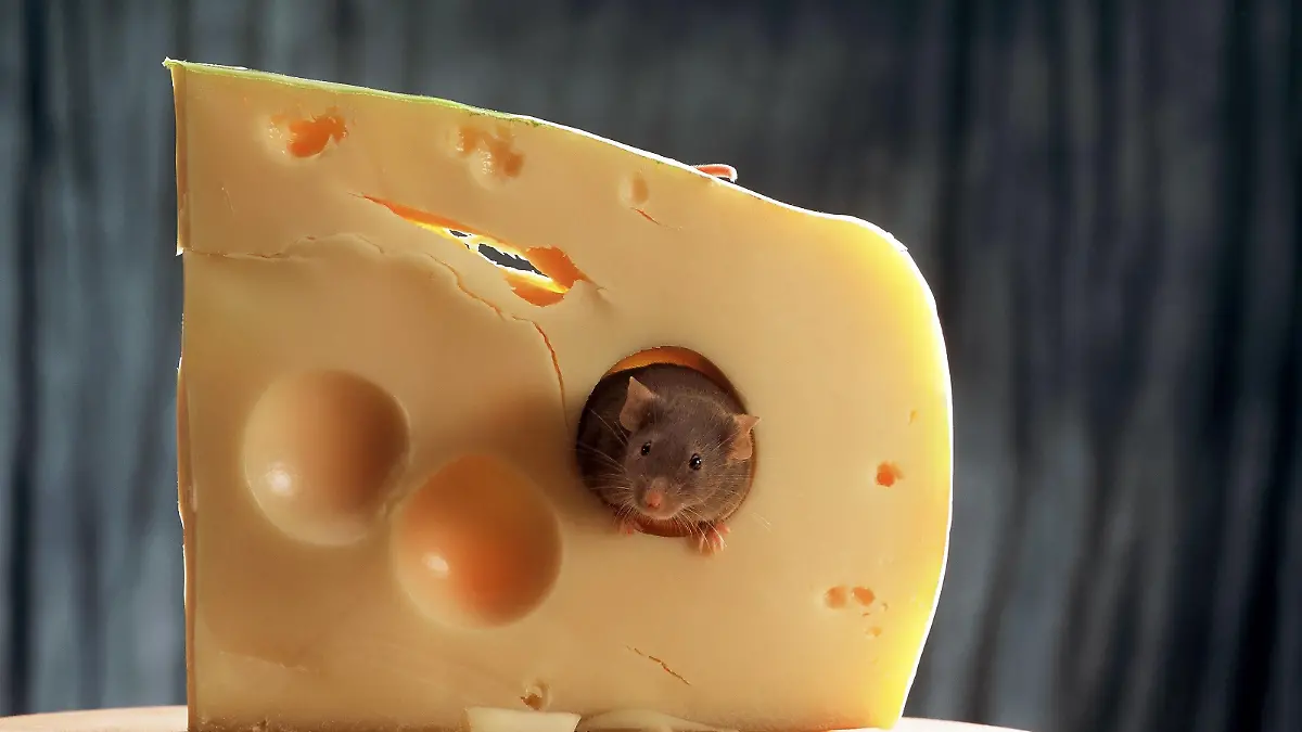 Eine Maus blickt durch ein Loch in einem Käse. Undatiert.