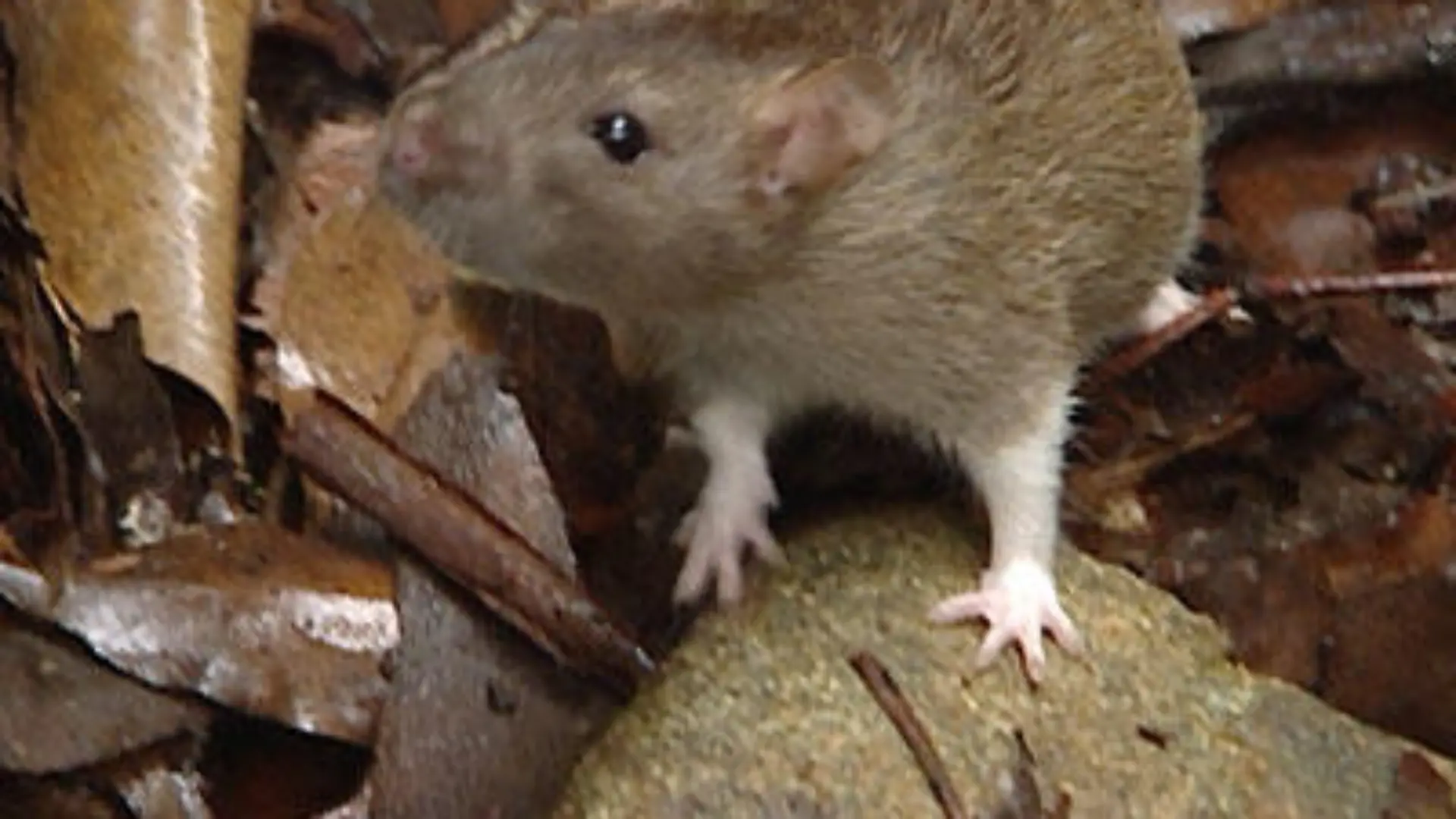 Ratten-im-Camp3