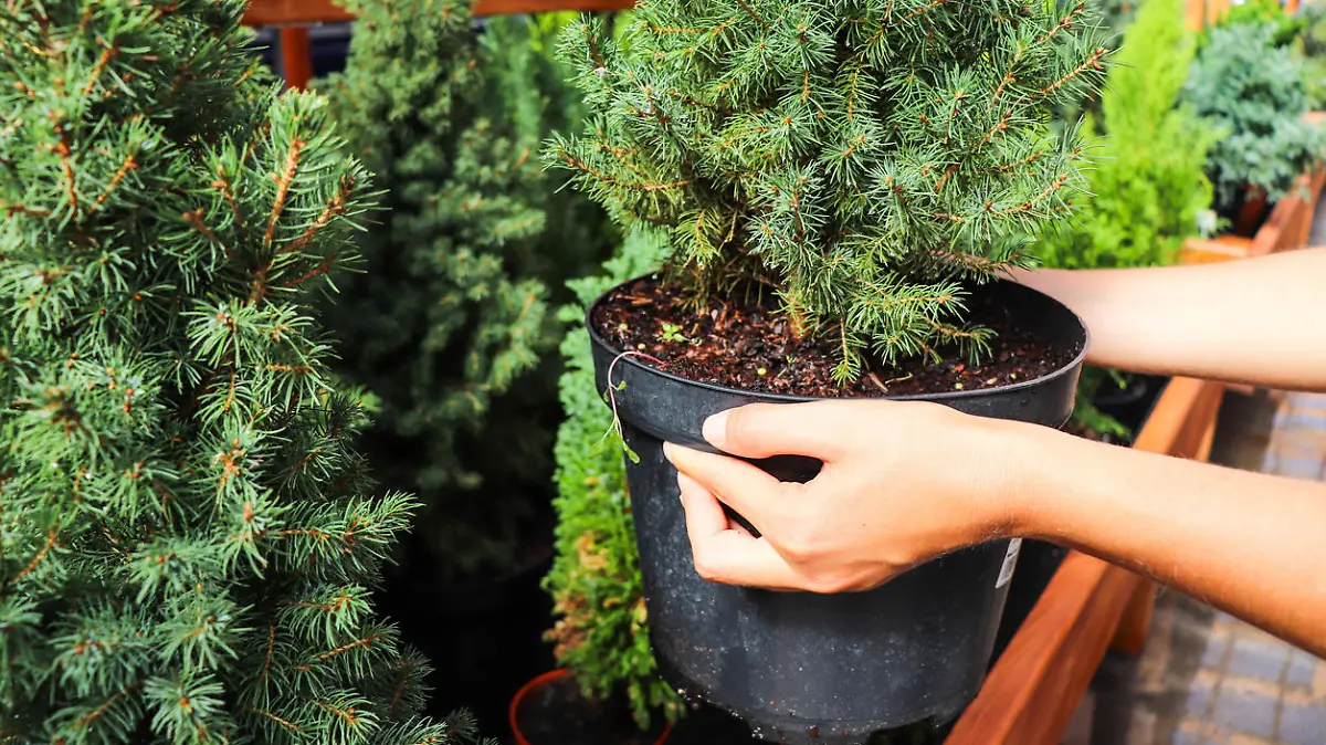 Christmas trees in pots for sale