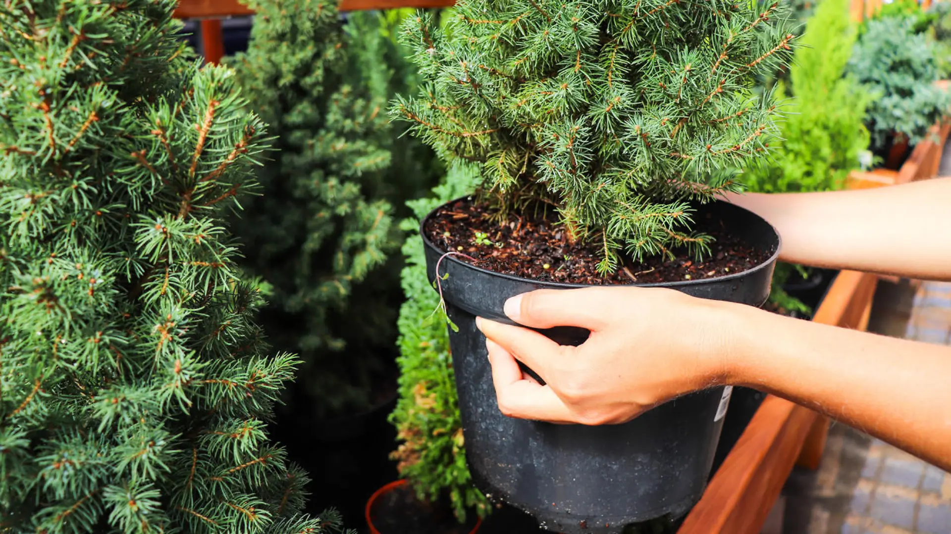 Christmas trees in pots for sale