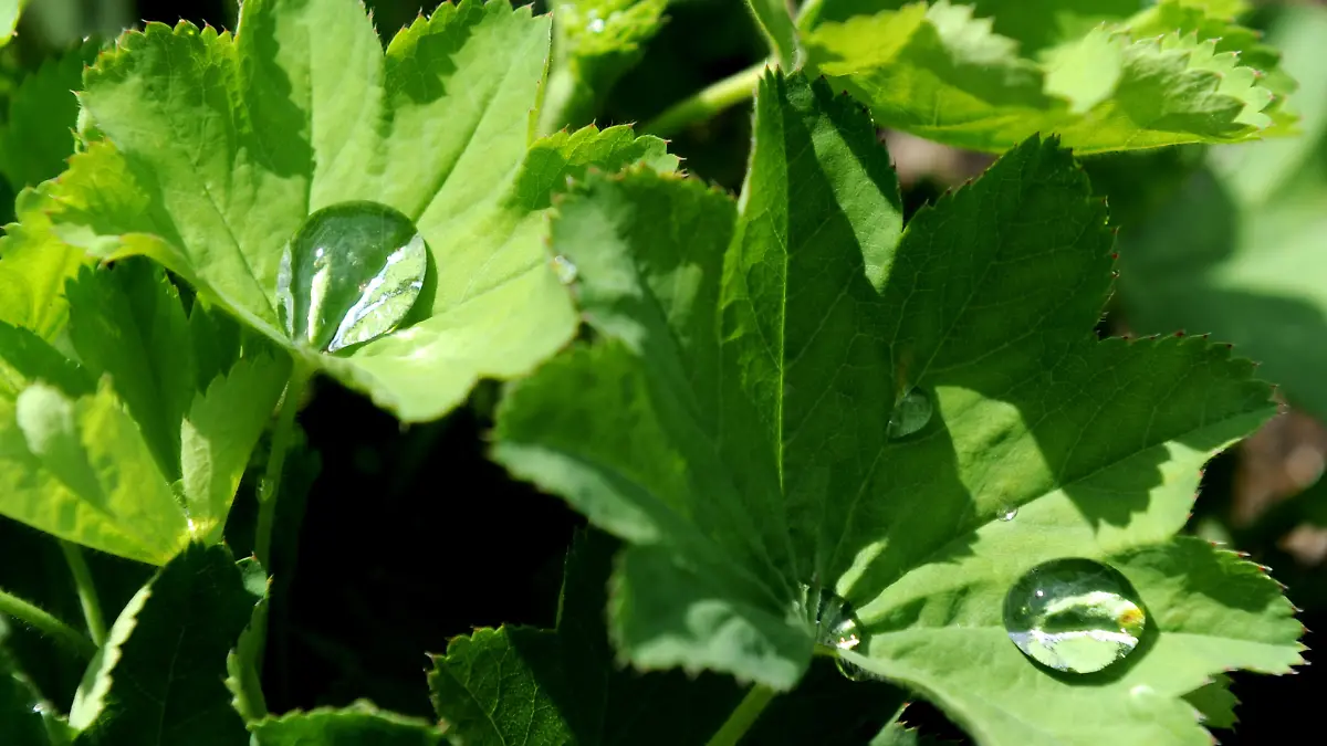 Wassertropfen liegen am Dienstag (03.08.2010) in Norderstedt auf dem zukünftigen Gelände der Landesgartenschau im Sortimentsgarten auf den Blättern von Frauenmantel. Noch etwas mehr als 250 Tage Zeit haben Gärtner und Handwerker in Norderstedt. Vom 21. April bis 09. Oktober 2011 lädt die Landesgartenschau auf dem 72 Hektar großen Gelände Gartenfreunde in verschiedene Park- und Erlebnislandschaften ein. Foto: Angelika Warmuth dpa/lno