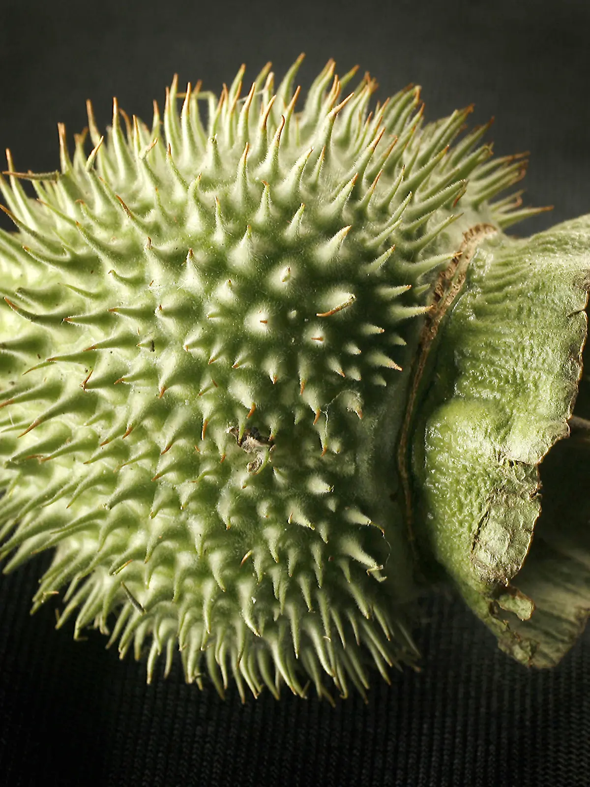 What many people might not realize about the jimson weed (exterior pictured) is that consuming it can trigger a powerful hallucinogenic effect and that the plant's chemical effects can be fatal. Wichita Eagle/MCT /Landov +++(c) dpa - Report+++