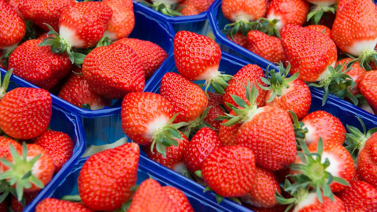 ARCHIV - Frisch gepflückte Erdbeeren liegen am 08.05.2015 in einer Erdbeerplantage in Otze (Niedersachsen) in kleinen Schalen. Bundesweit haben im vergangenen Jahr fast 2400 Betriebe Erdbeeren angebaut. Foto: Jochen Lübke/dpa (zu dpa "Erste Zwischenbilanz zur Erdbeersaison" vom 27.05.2015) +++(c) dpa - Bildfunk+++