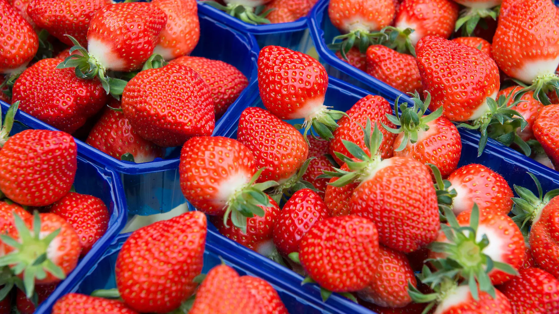 ARCHIV - Frisch gepflückte Erdbeeren liegen am 08.05.2015 in einer Erdbeerplantage in Otze (Niedersachsen) in kleinen Schalen. Bundesweit haben im vergangenen Jahr fast 2400 Betriebe Erdbeeren angebaut. Foto: Jochen Lübke/dpa (zu dpa "Erste Zwischenbilanz zur Erdbeersaison" vom 27.05.2015) +++(c) dpa - Bildfunk+++