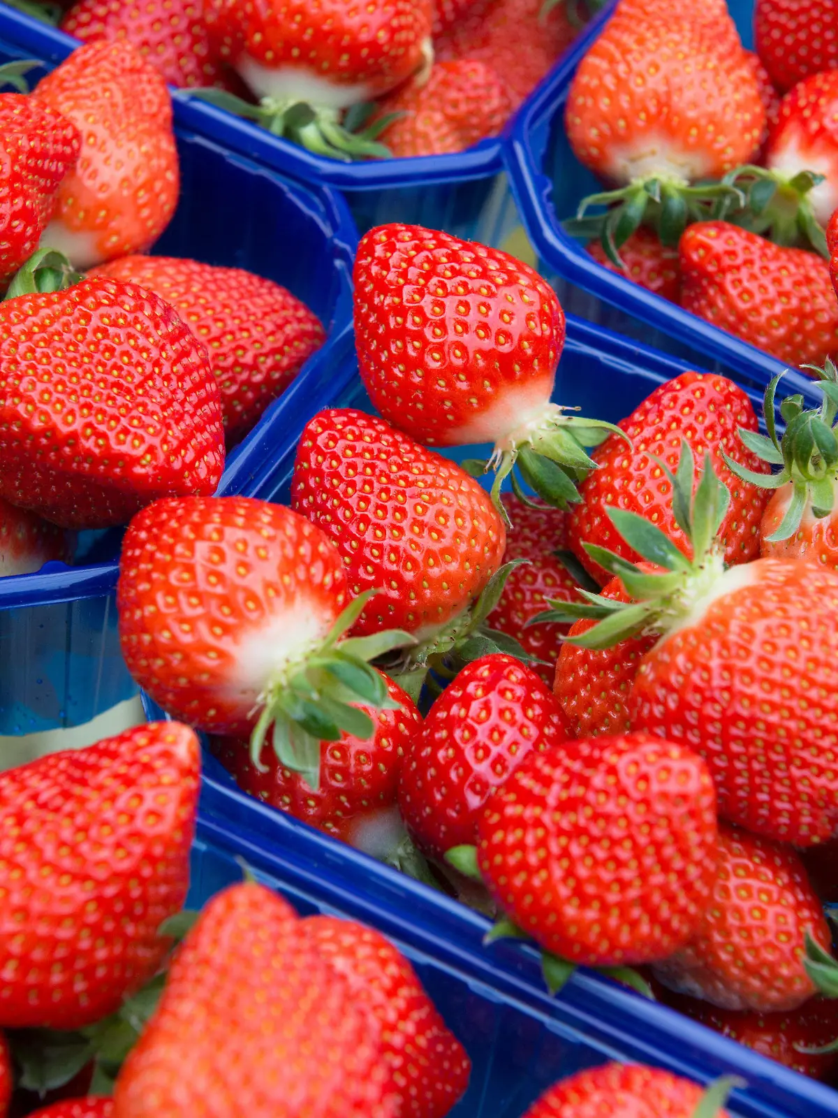 ARCHIV - Frisch gepflückte Erdbeeren liegen am 08.05.2015 in einer Erdbeerplantage in Otze (Niedersachsen) in kleinen Schalen. Bundesweit haben im vergangenen Jahr fast 2400 Betriebe Erdbeeren angebaut. Foto: Jochen Lübke/dpa (zu dpa "Erste Zwischenbilanz zur Erdbeersaison" vom 27.05.2015) +++(c) dpa - Bildfunk+++