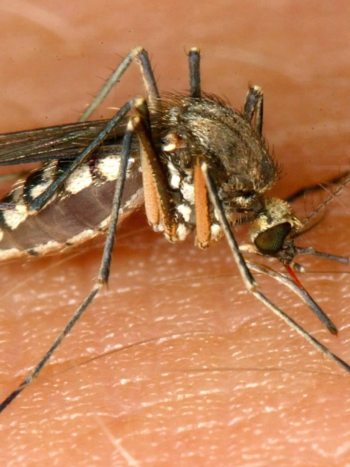 Magdeburg (Sachsen-Anhalt): Eine Mücke (Nematocera) sitzt am 30.08.2002 in Magdeburg auf der Haut eines Menschen und saugt Blut. Während in der Hochwasserregion die Pegelstände weiter gesunken sind, macht eine durch die Feuchtigkeit ausgelöste Mückenplage den Menschen zu schaffen. Mancherorts ist Anti-Mückenspray knapp geworden. Lediglich die Weibchen sind es, die stechen und das Blut saugen, weil sie es für die Fortpflanzung benötigen. Der Grund für den belastenden Juckreiz nach dem Stich ist ein Sekret, das die Mücke zur Verhinderung der Blutgerinnung in die Wunde absondert.  (MGB04-300802)