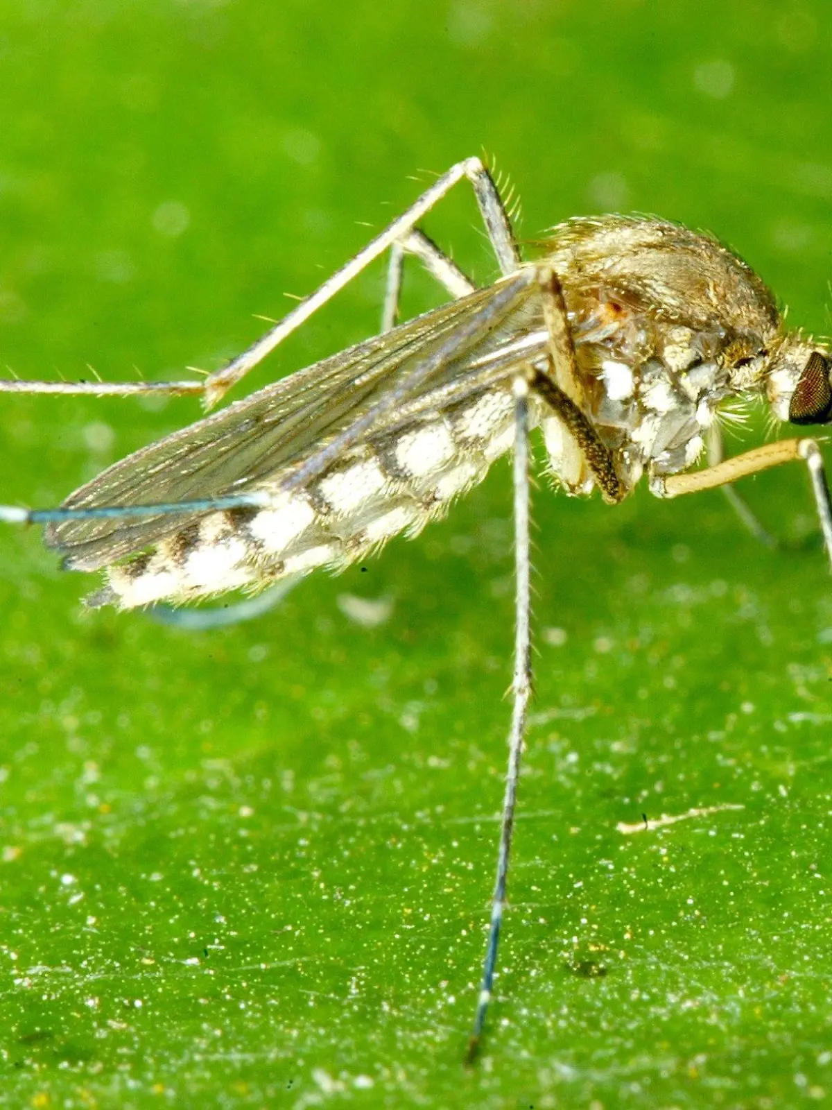 Magdeburg (Sachsen-Anhalt): Eine Mücke (Nematocera) sitzt am 38.08.2002 in Magdeburg auf einem grünen Blatt. Das weltweit mit 12.000 und in Europa mit 7.000-8.000 unterschiedlichen Arten vertretene Insekt, überträgt eine Reihe gefährlicher Krankheiten. Die globale Erwärmung könnte zu einer Ausbreitung tropischer und subtropischer Infektionskrankheiten führen, warnt die Weltgesundheitsorganisation. Demnach bedroht allein die Malaria inzwischen 40 Prozent aller Menschen. Jedes Jahr rafft die von Mücken übertragene Seuche eine Million Menschen dahin.  (MGB460-040902)