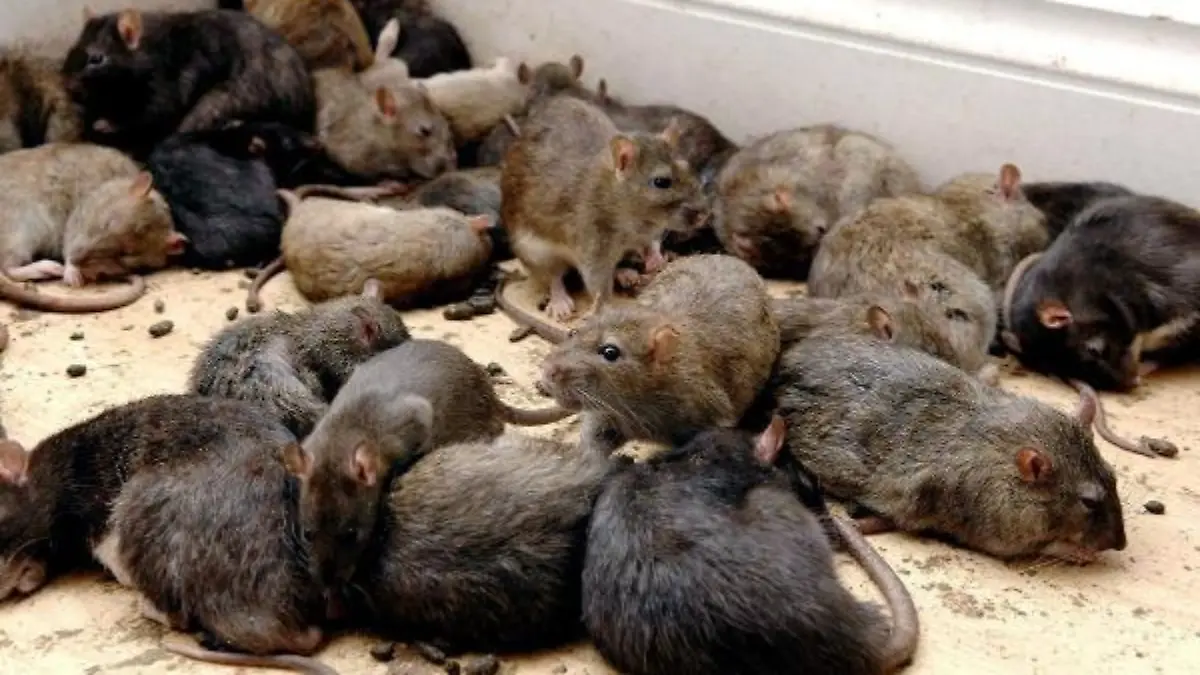 PA file photo dated 13.10.2005 of rats. Pest controllers warn of possible major public health problems after reporting a sharp rise in the numbers of rats in the UK, 05.01.2007. Foto: Yui Mok +++(c) dpa - Report+++