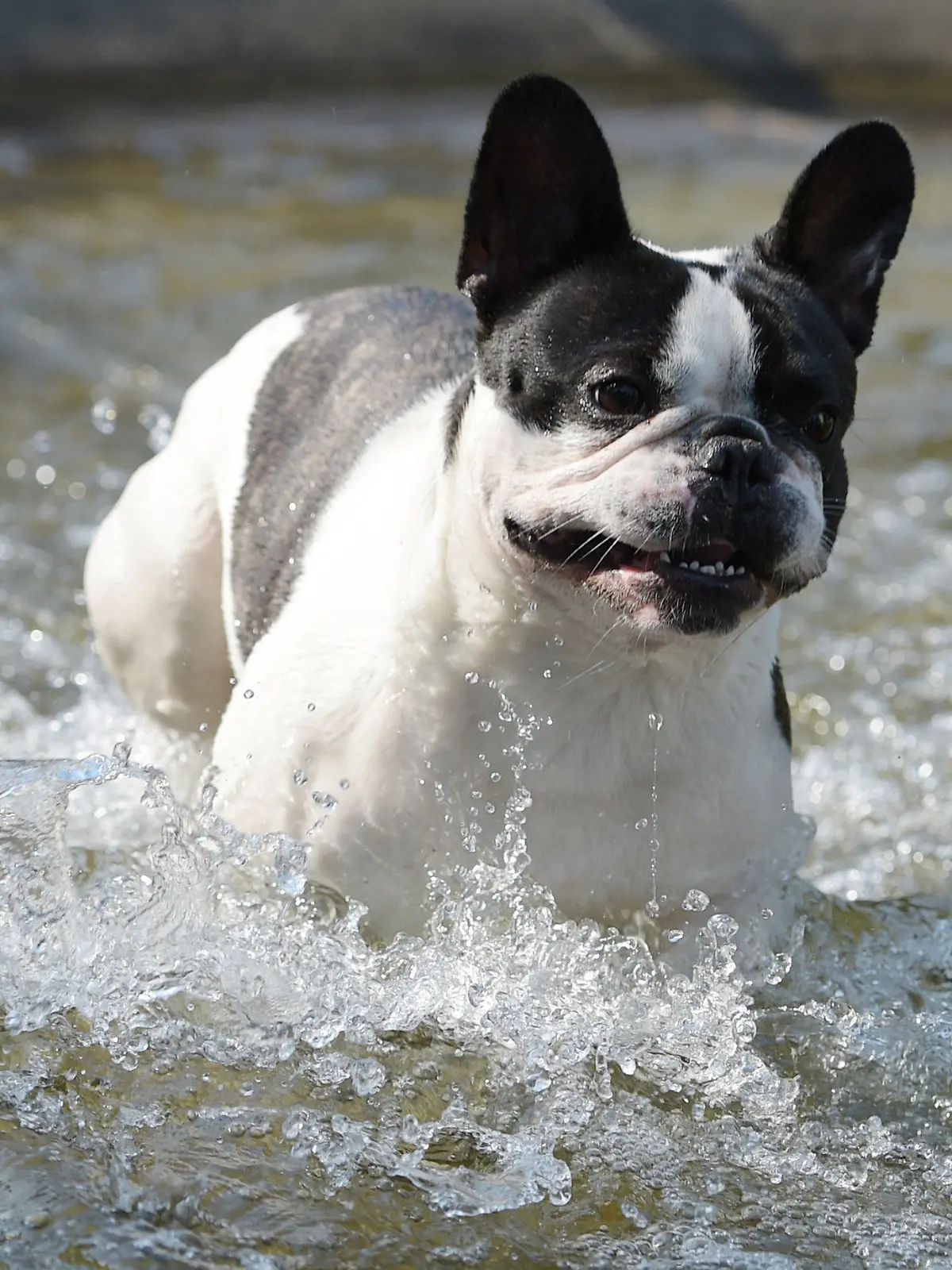 Ein Hund kühlt sich am 04.08.2015 in einem Brunnen in Berlin ab. Nach Angaben der Meteorologen wird in den kommenden Tagen die Quecksilbersäule weiter Richtung 40-Grad-Marke klettern. Foto: Rainer Jensen/dpa +++(c) dpa - Bildfunk+++