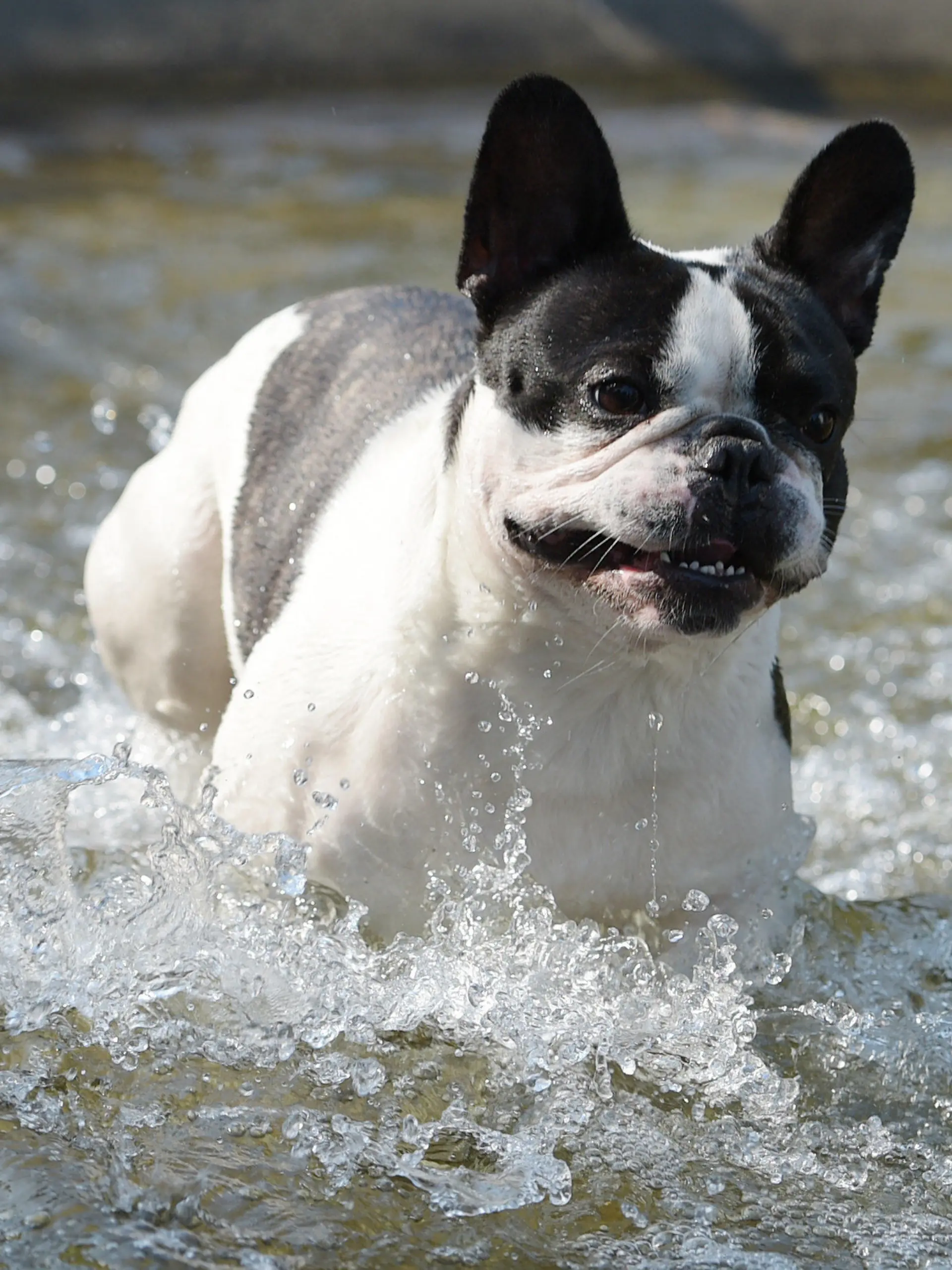 Ein Hund kühlt sich am 04.08.2015 in einem Brunnen in Berlin ab. Nach Angaben der Meteorologen wird in den kommenden Tagen die Quecksilbersäule weiter Richtung 40-Grad-Marke klettern. Foto: Rainer Jensen/dpa +++(c) dpa - Bildfunk+++