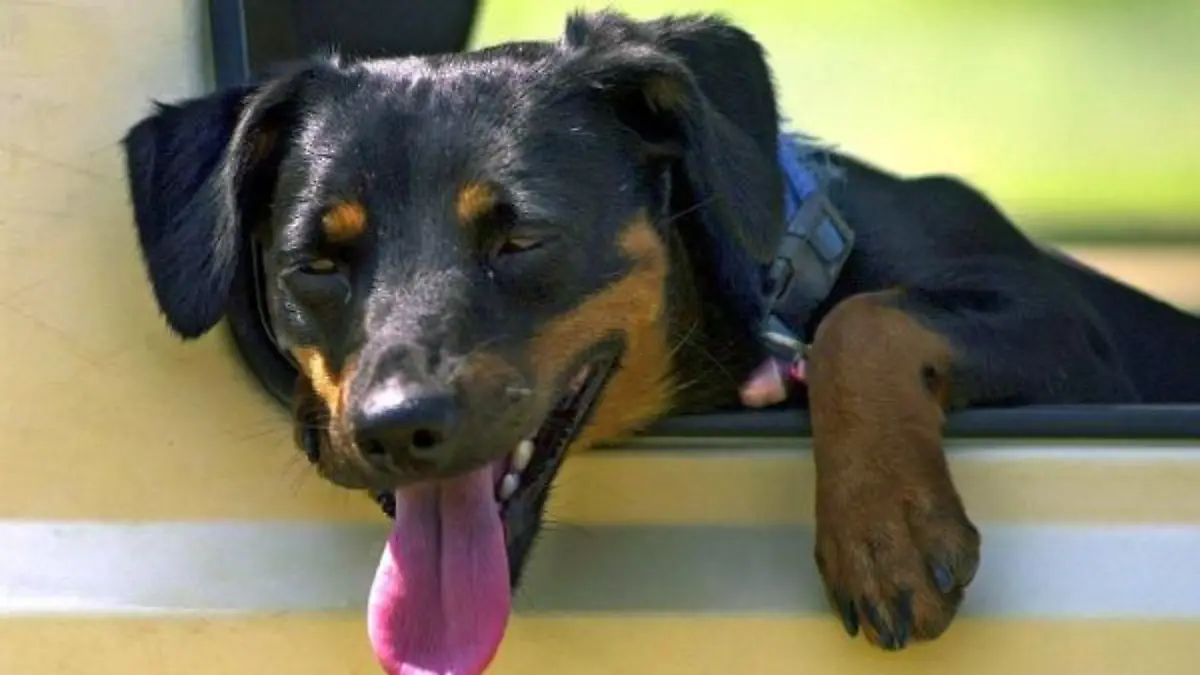 Jack Russell-Dackel-Mischling Cheyenne lässt am 4.6.2003 bei Zellingen in Unterfranken den Kopf aus dem Fenster eines Kleinbusses hängen, um sich vom Fahrtwind erfrischen zu lassen. Bei Temperaturen um die 30 Grad kommen eben nicht nur die Menschen ins Schwitzen...