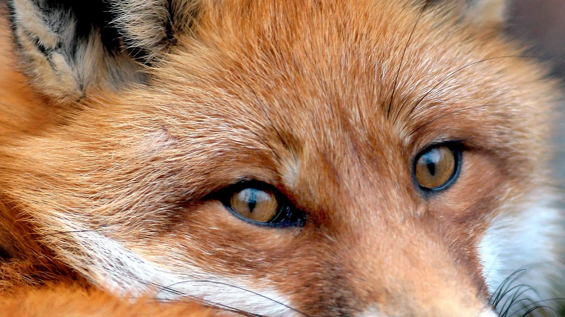 ARCHIV - ILLUSTRATION - Ein junger Rotfuchs (Vulpes vulpes), aufgenommen auf einer Waldlichtung im Stadtwald von Frankfurt (Oder) am 25.11.2006. im rheinland- pfälzischen Föhren ist wieder der schuhverrückte Fuchs auf Diebestour. Zwischen 200 und 250 Schuhe - vom Gummistiefel bis zu Pumps - hat der Fuchs mit dem Schuhtick im vergangenen Jahr bereits gestohlen. Jetzt im Frühling streift er erneut auf leisen Pfoten um die Häuser und klaut Schuhe, wo er nur kann. Foto: Jens Leonhardt dpa/lrs (zu dpa 0339 vom 11.05.2010)  +++(c) dpa - Bildfunk+++