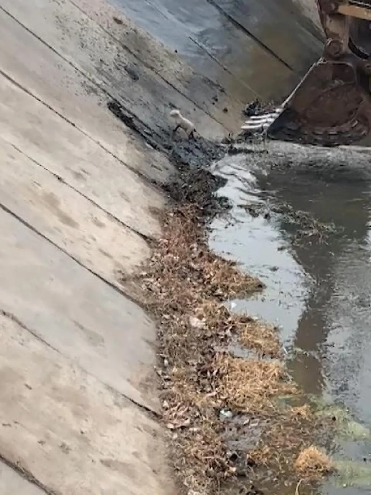 Dieser kleine Welpe ist in Südchina in einen Fluss gefallen - und kämpft ums Überleben. Als das ein Baggerfahrer mitbekommt, reagiert er sofort. Die helfenhafte Rettung sehen Sie im Video.