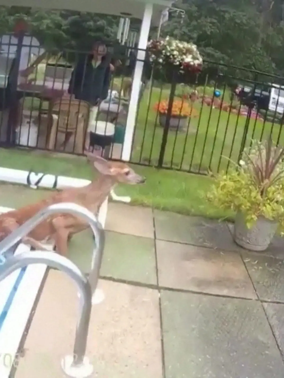 Für ein Rehkitz im US-Bundesstaat Massachusetts endet ein Ausflug ziemlich unglücklich! Offensichtlich ist Bambi in einen Gartenpool gefallen und kommt nun nicht mehr von alleine heraus. Immer wieder probiert das Kitz, aus dem Becken zu klettern – ohne Erfolg. Bei der Befreiung sollen zwei Polizisten helfen. Die tierische Rettungsaktion sehen Sie im Video.