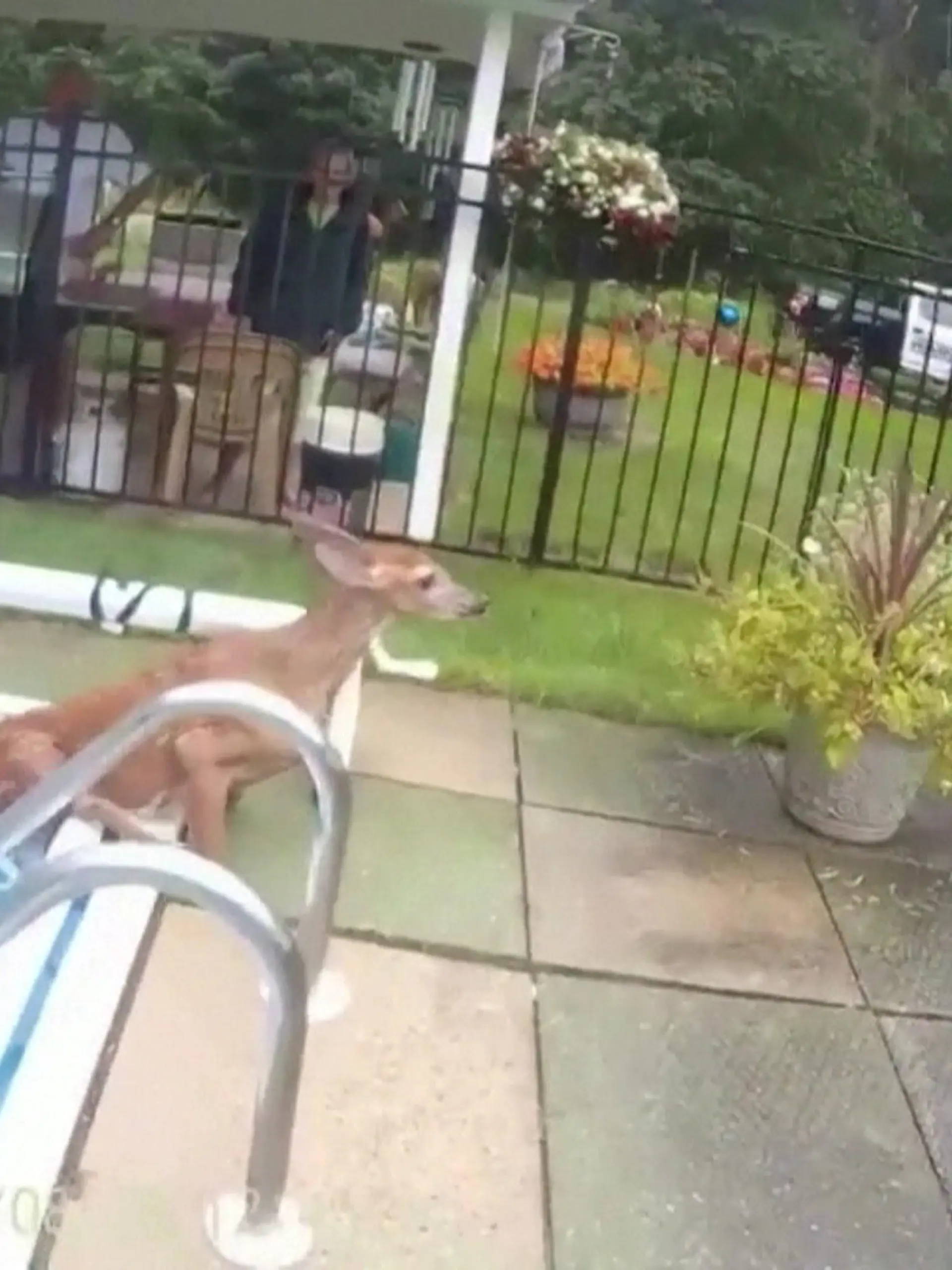 Für ein Rehkitz im US-Bundesstaat Massachusetts endet ein Ausflug ziemlich unglücklich! Offensichtlich ist Bambi in einen Gartenpool gefallen und kommt nun nicht mehr von alleine heraus. Immer wieder probiert das Kitz, aus dem Becken zu klettern – ohne Erfolg. Bei der Befreiung sollen zwei Polizisten helfen. Die tierische Rettungsaktion sehen Sie im Video.