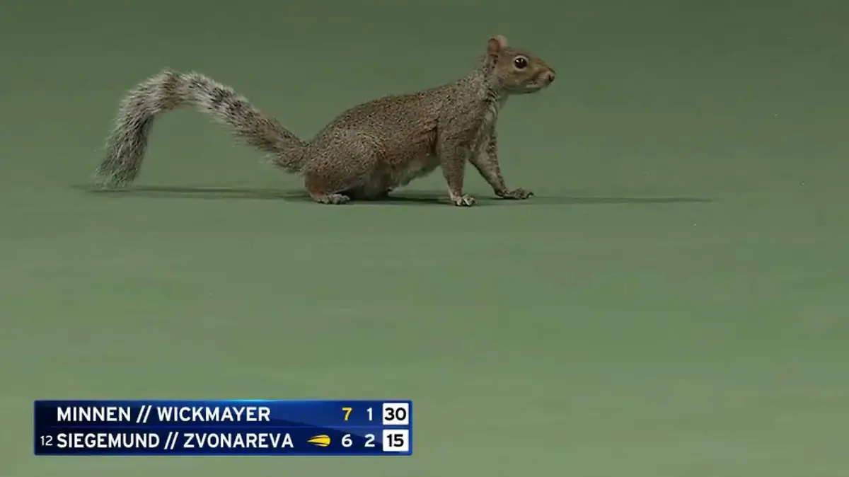Tierischer Gast bei den US Open: Ein Eichhörnchen sorgte für eine Spielunterbrechung.