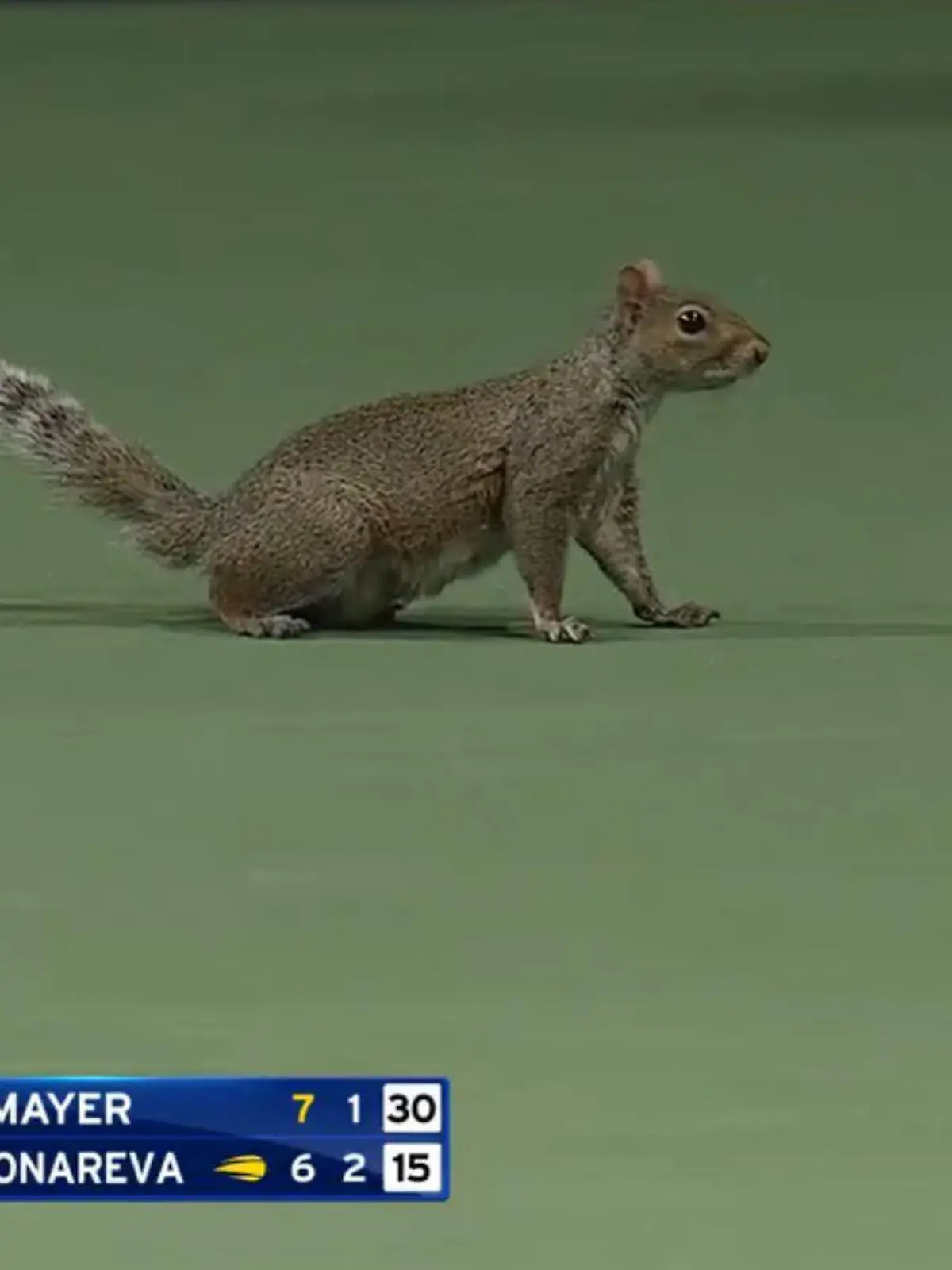 Tierischer Gast bei den US Open: Ein Eichhörnchen sorgte für eine Spielunterbrechung.