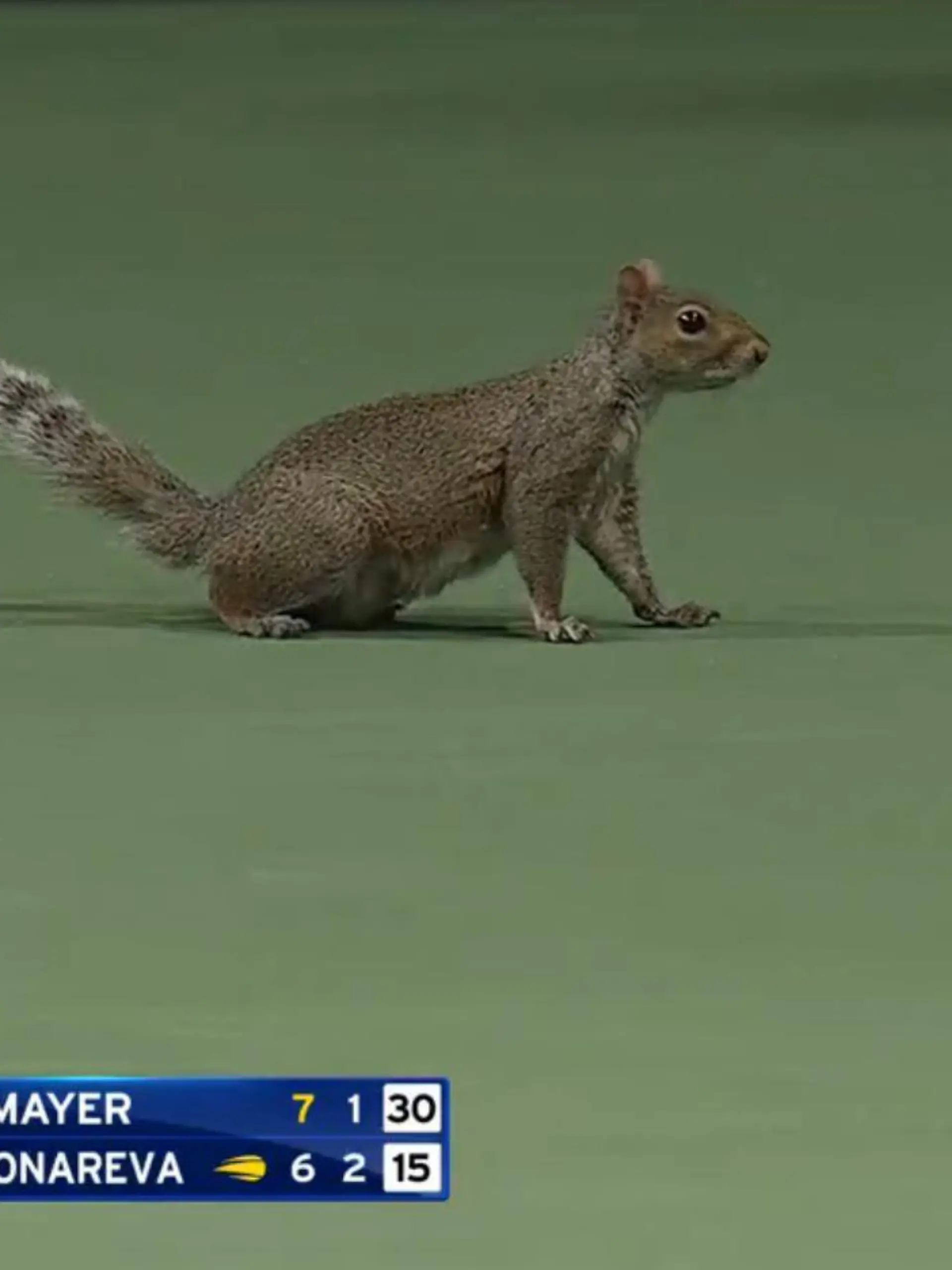 Tierischer Gast bei den US Open: Ein Eichhörnchen sorgte für eine Spielunterbrechung.