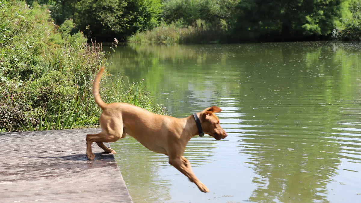 03.09.2023, Nordrhein-Westfalen, Bergisch Gladbach: Labrador-Mischling "Cooper" springt in einen See. Der Sommer kehrt nach Nordrhein-Westfalen zurück. Sonne, weitestgehend blauen Himmel und Temperaturen mit Spitzenwerten bis zu 33 Grad zur Wochenmitte prognostiziert der Deutsche Wetterdienst (DWD). Foto: Sascha Thelen/dpa +++ dpa-Bildfunk +++
