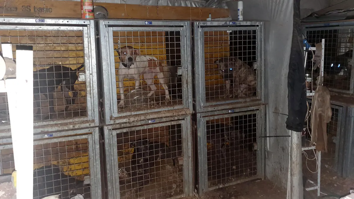 Hunde in Käfigen in Ansfelden